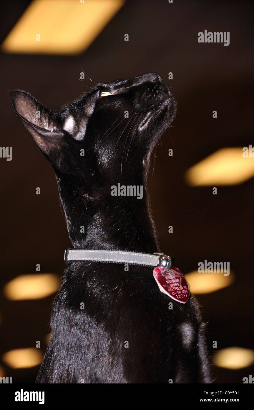 Black Oriental Shorthair cat Foto Stock