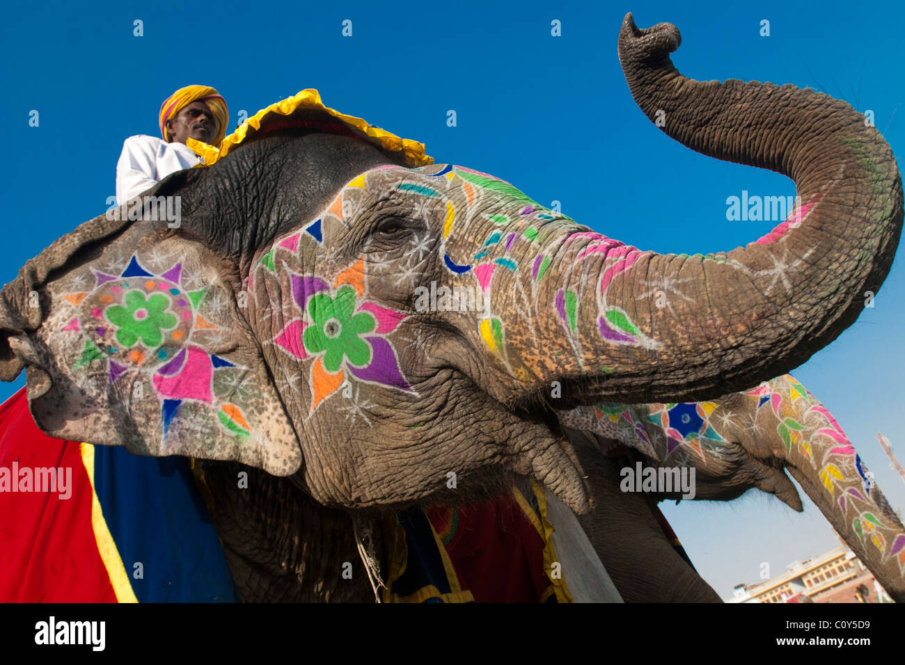 L'uomo sul dipinto e decorato elephantswith un cielo blu dietro a Jaipur annuale del Festival di elefante Foto Stock