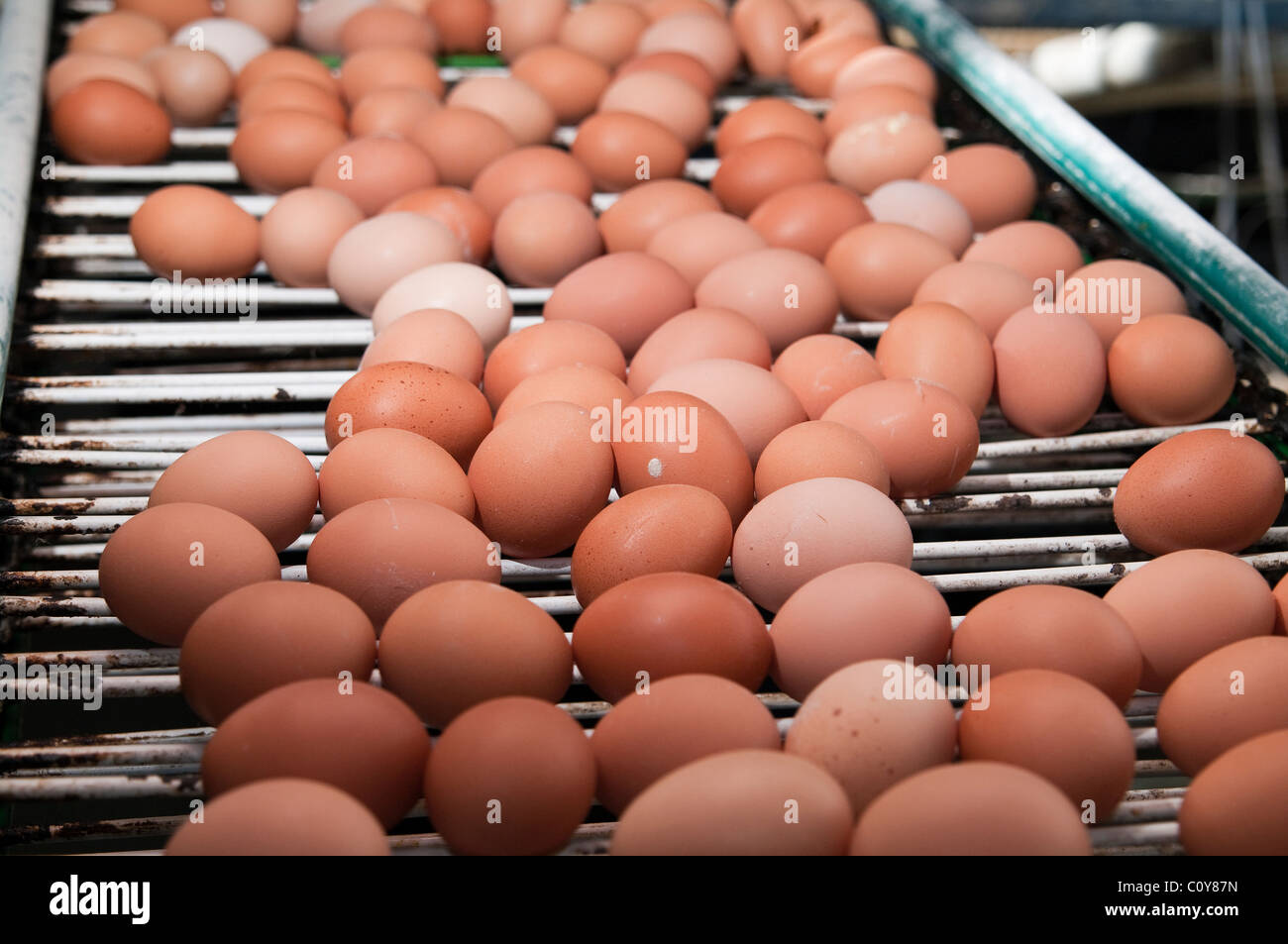 Moderno uovo di pollo in fattoria isola Terceira nelle isole Azzorre Foto Stock