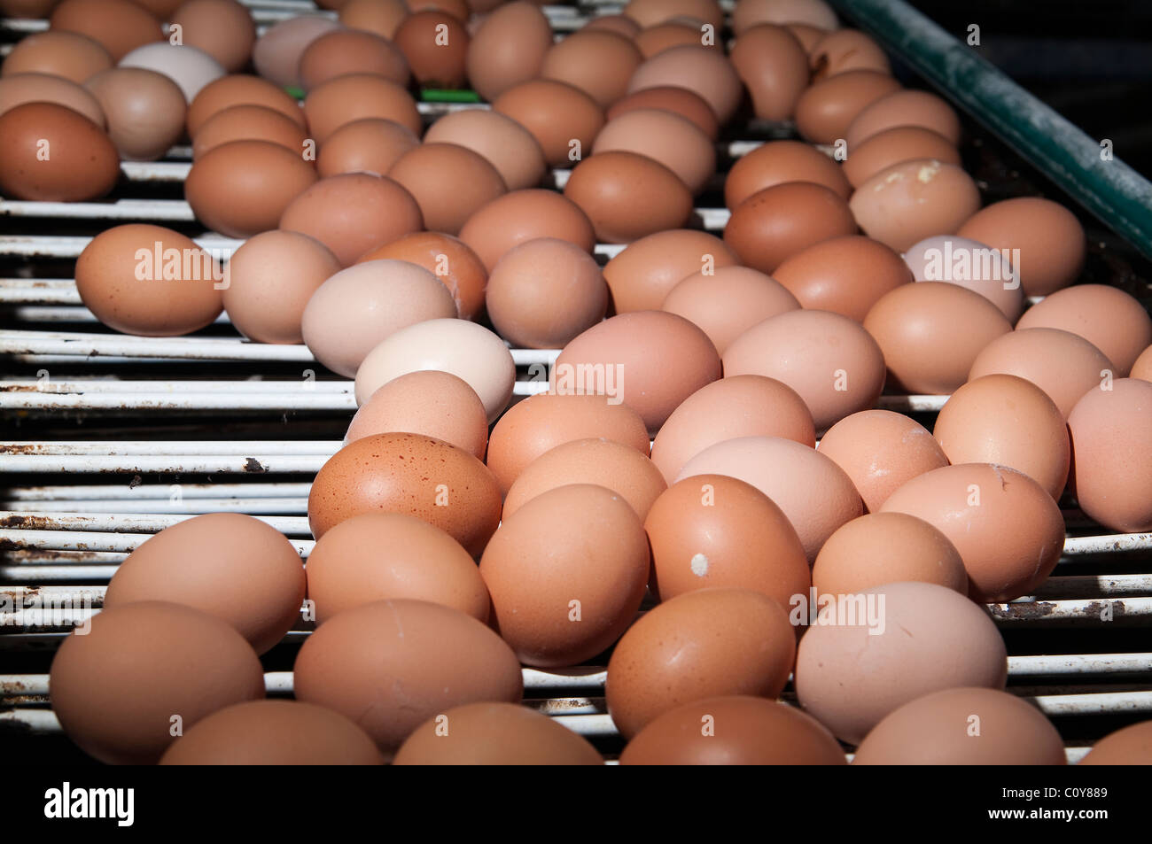 Pollo moderno Egg Agriturismo Foto Stock