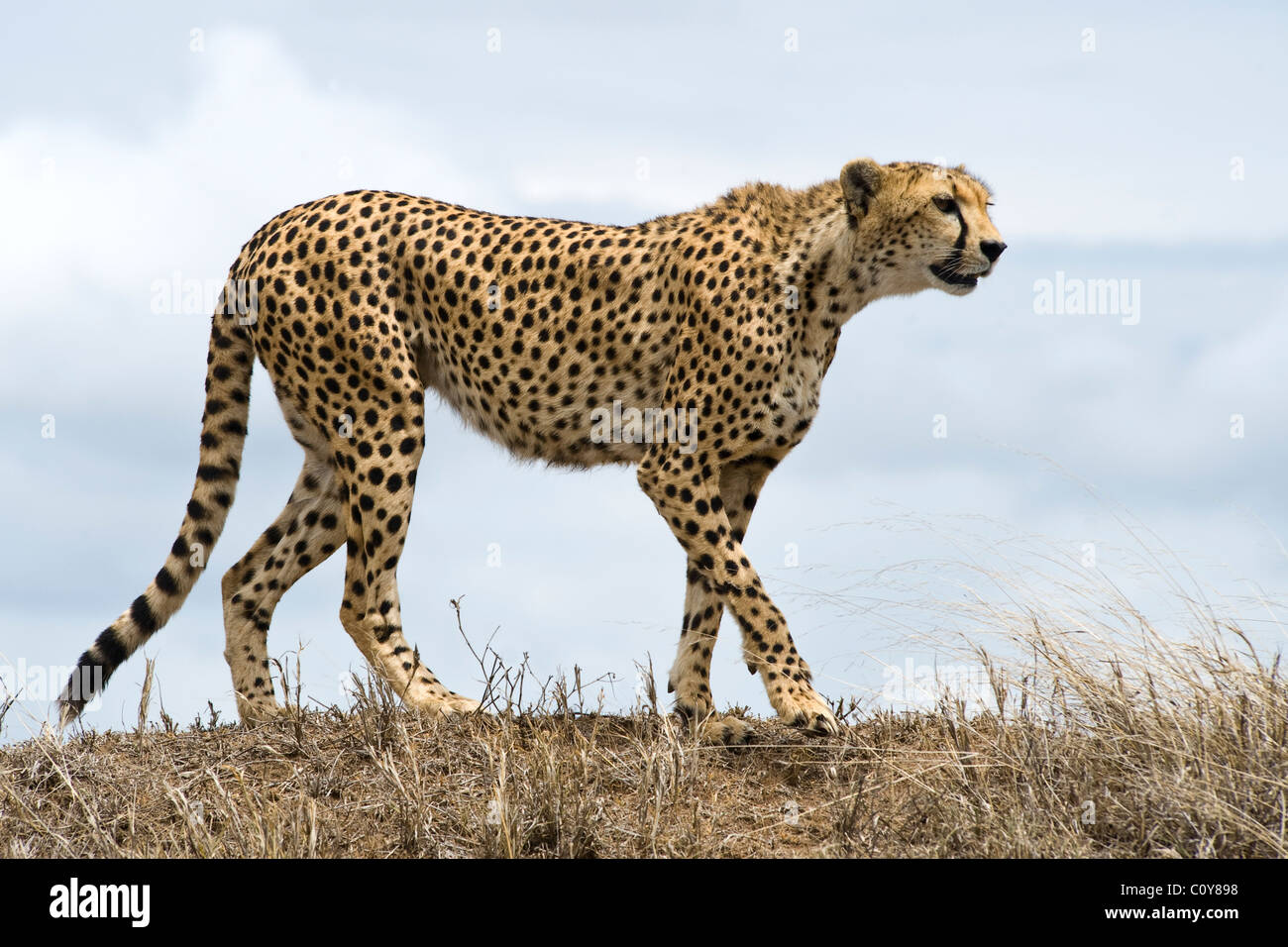 Femmina, ghepardo Acinonyx jubatus, ricerca di preda, Simba Kopjes, Serengeti, Tanzania Foto Stock