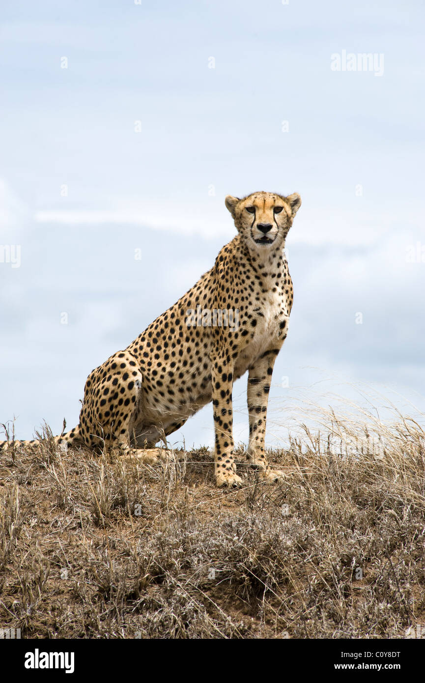 Femmina, ghepardo Acinonyx jubatus, ricerca di preda, Simba Kopjes, Serengeti, Tanzania Foto Stock