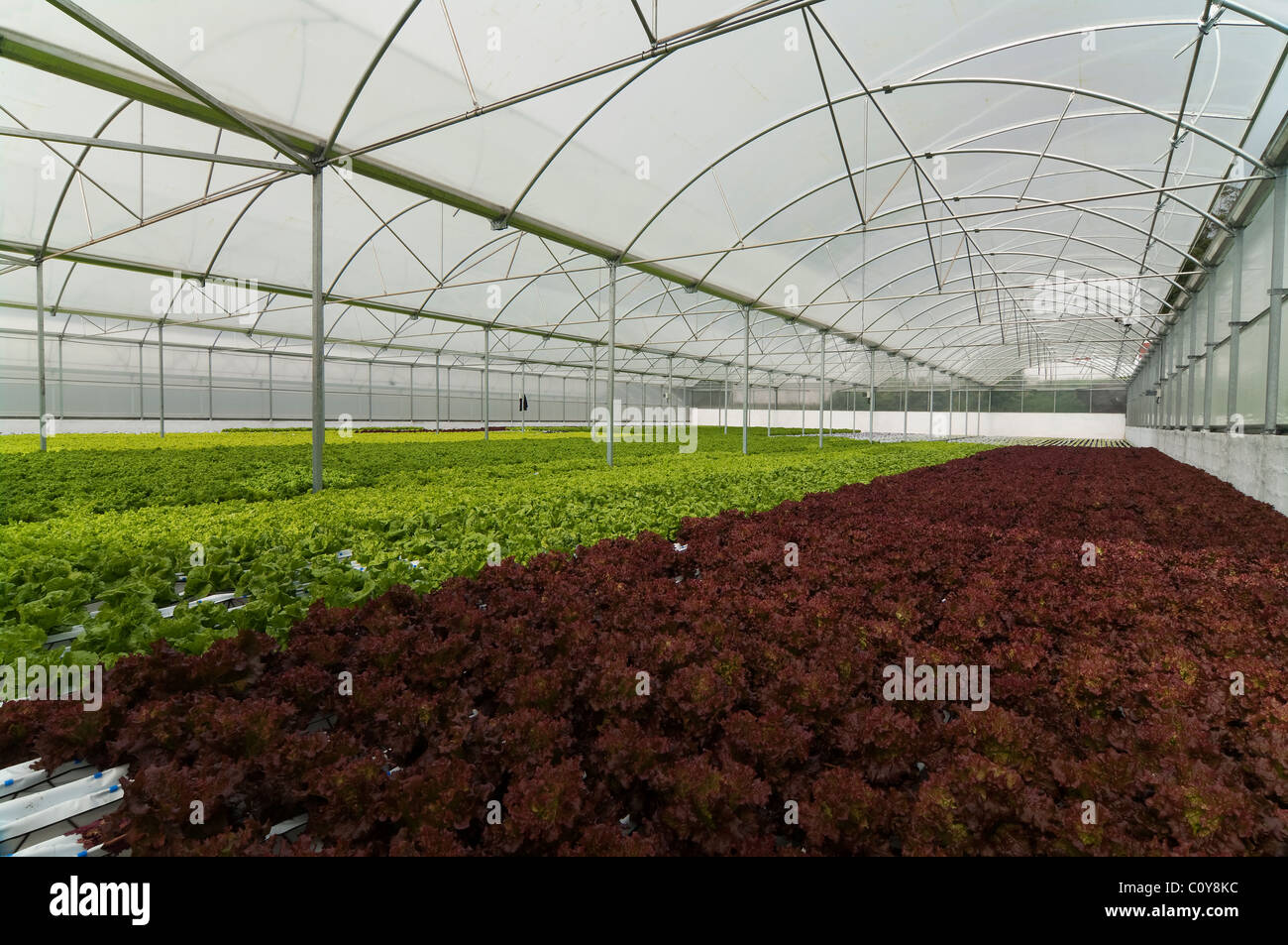 Serra fragole crescente usando la tecnica di hydroponics (nutriente minerale soluzioni) nelle isole Azzorre Foto Stock