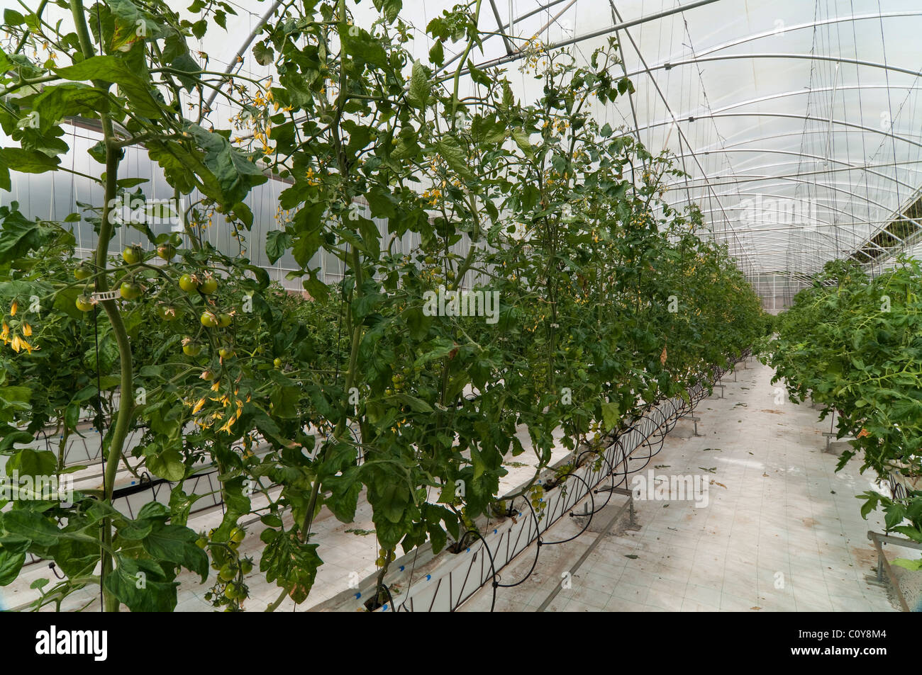 Serra fragole crescente usando la tecnica di hydroponics (nutriente minerale soluzioni) nelle isole Azzorre Foto Stock