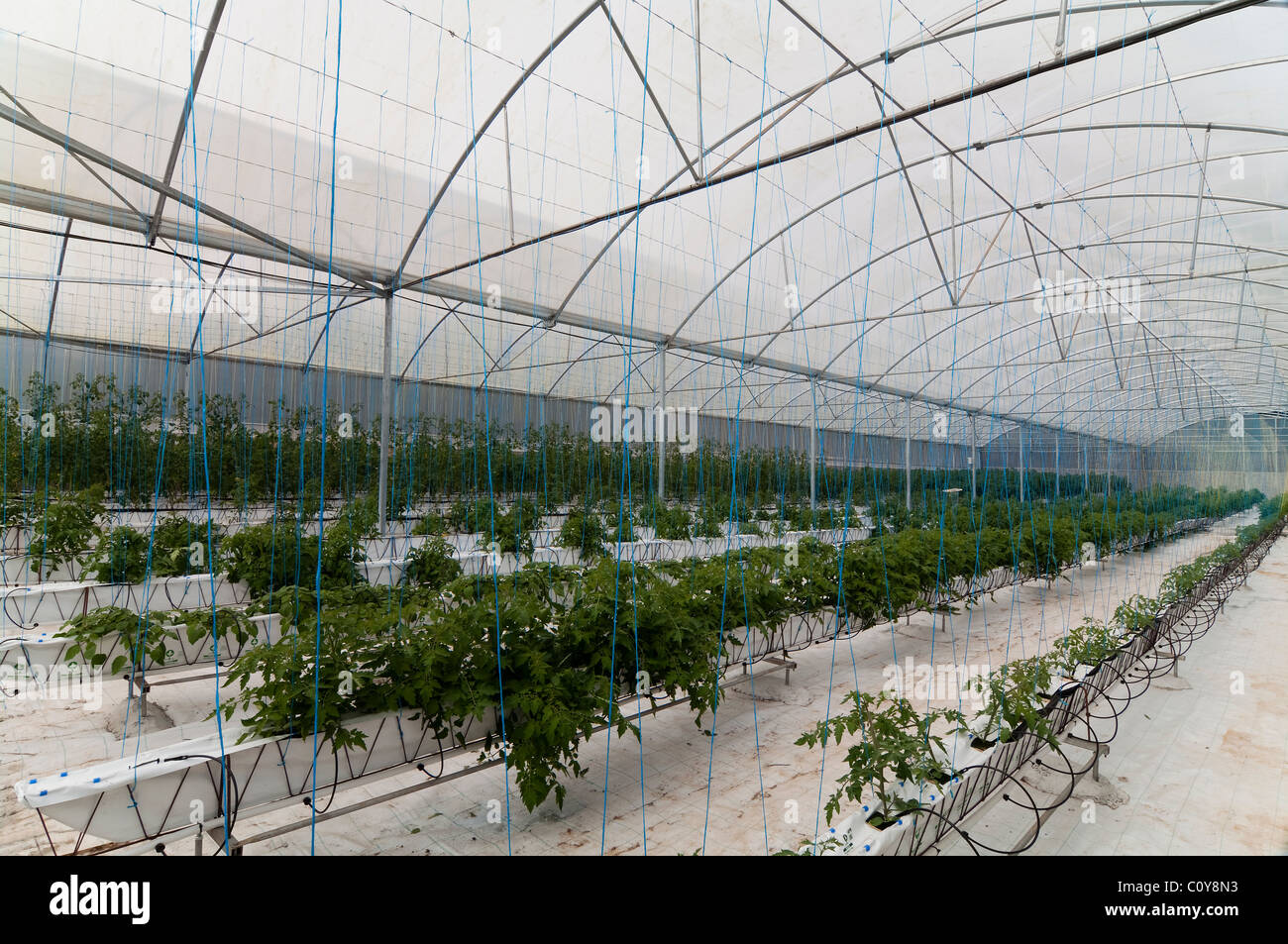 Serra fragole crescente usando la tecnica di hydroponics (nutriente minerale soluzioni) Foto Stock