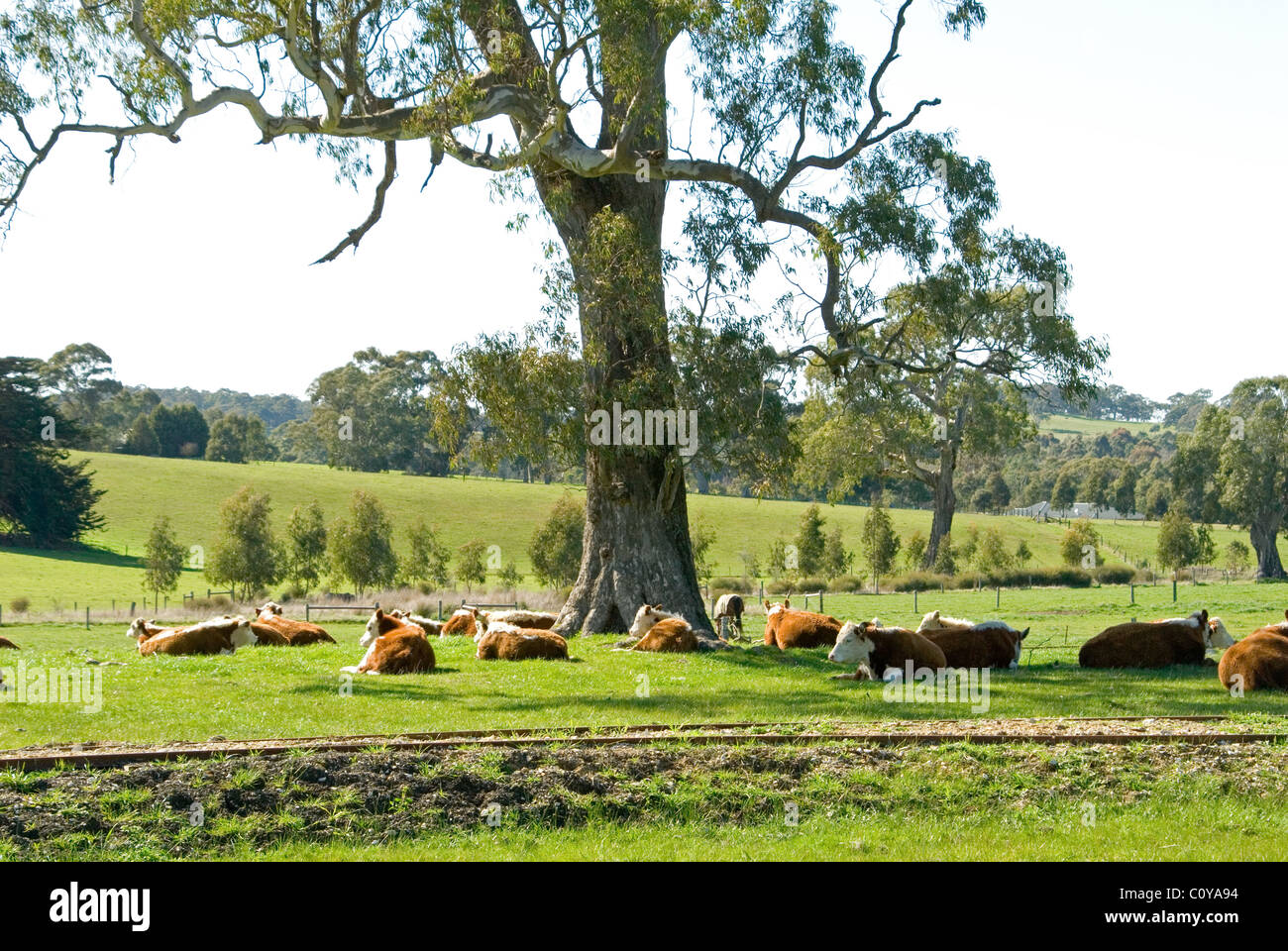 Vacche resto sotto l'ombra di un grande albero su una proprietà rurale nelle colline di Adelaide del Sud Australia. Foto Stock