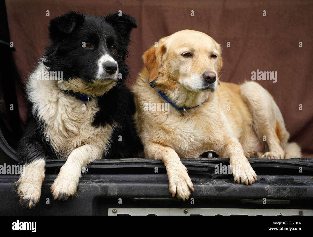 Cane Foto Stock