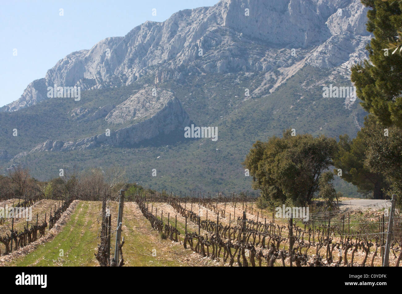 Vigna al piede della montagna di Sainte-Victoire vicino a Aix-en-Provence, Provenza, Francia Foto Stock
