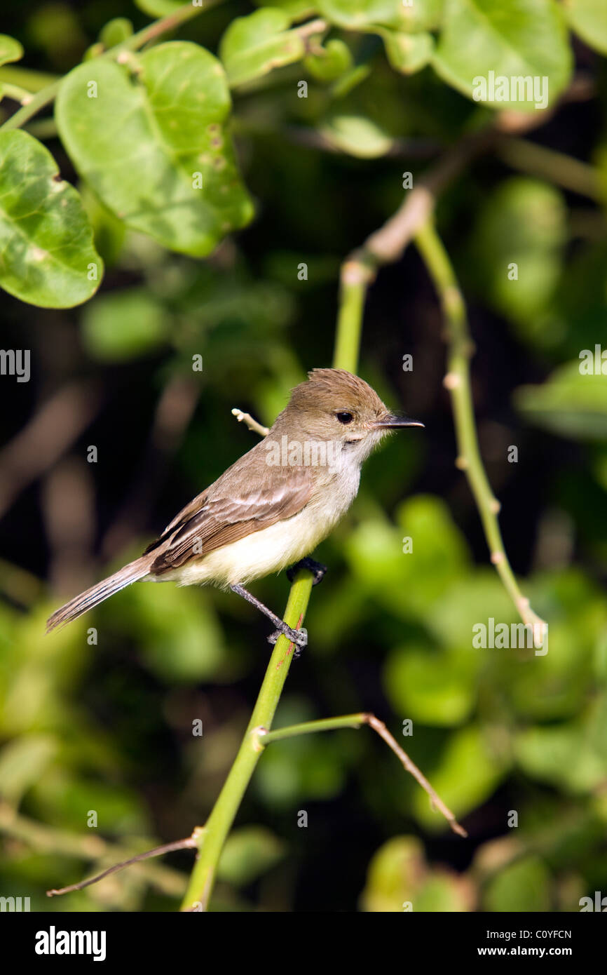 Grandi fatturati Flycatcher (Flycatcher Galapagos) - Tortuga Bay - Isola di Santa Cruz, Isole Galapagos, Ecuador Foto Stock