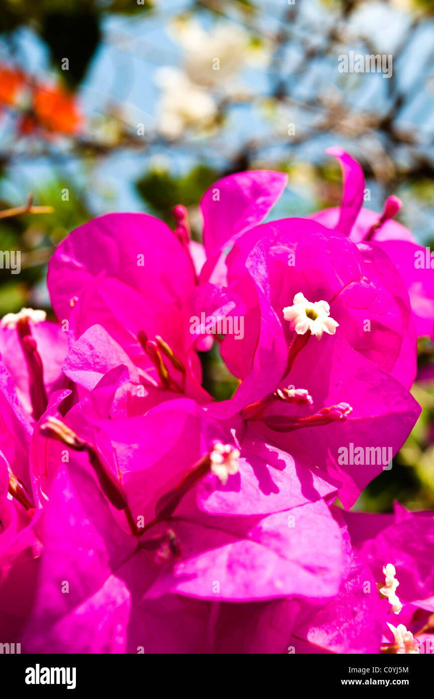 Viola fiore Crocus dettaglio in una boccola paglierino Foto Stock