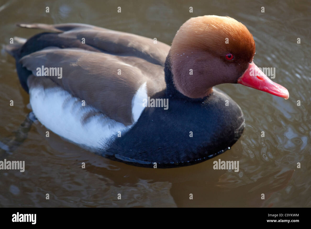 Red Crested Pochard al Martin mere zone umide e Wildfowl Trust Foto Stock