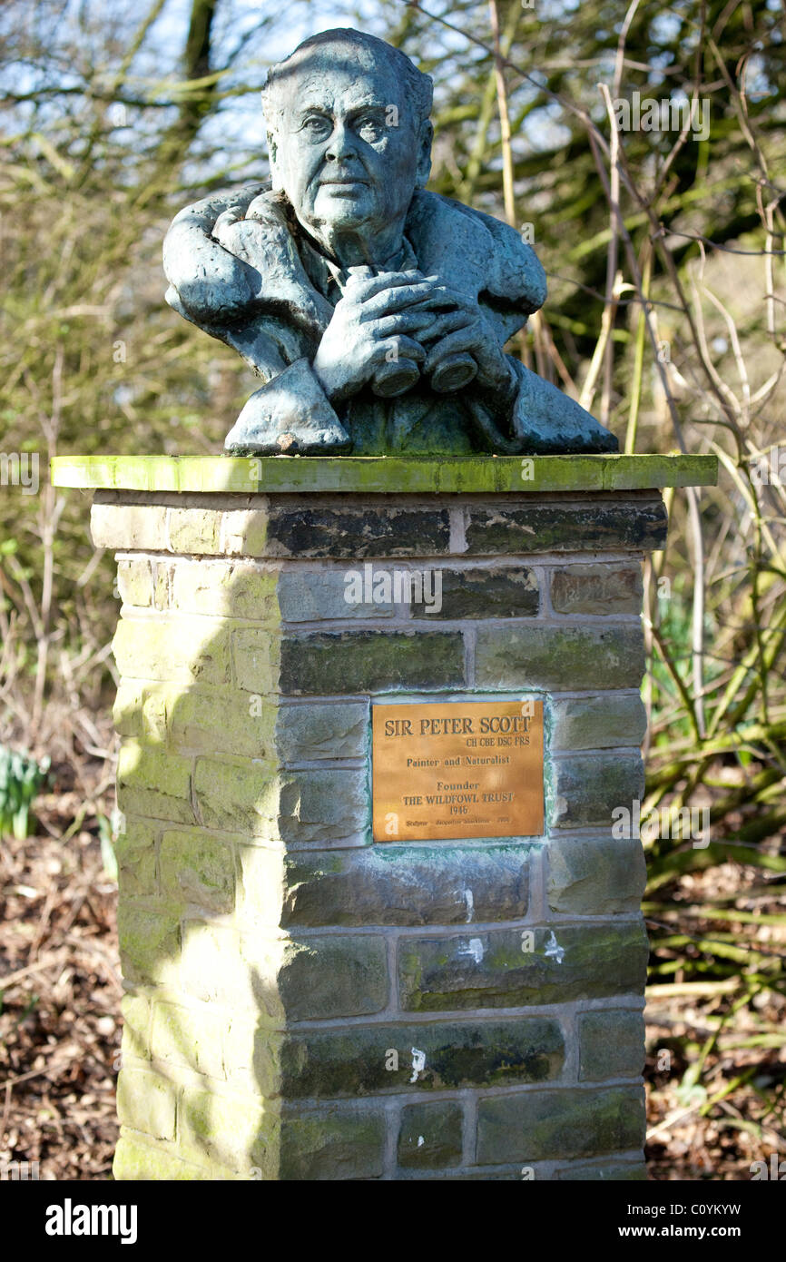 Statua (busto) di Sir Peter Scott, fondatore della Wildfowl Trust Foto Stock