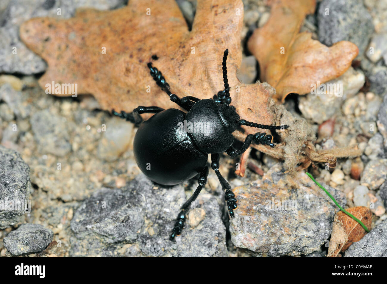 Sanguinosa naso-maggiolino / sangue spewer / sangue produca beetle (Timarcha tenebricosa) sul terreno Foto Stock