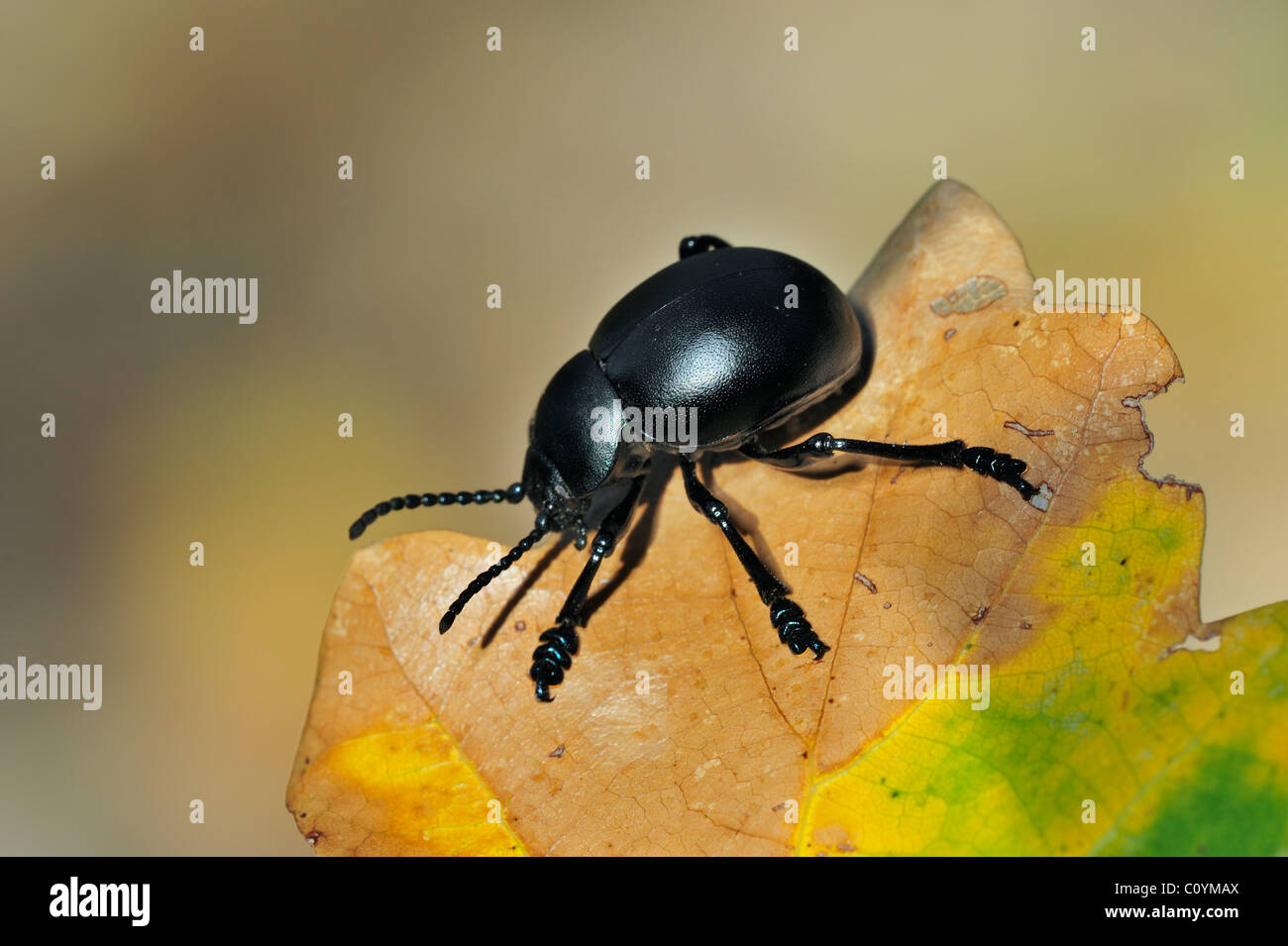 Sanguinosa naso-maggiolino / sangue spewer / sangue produca beetle (Timarcha tenebricosa) sulla lamina Foto Stock