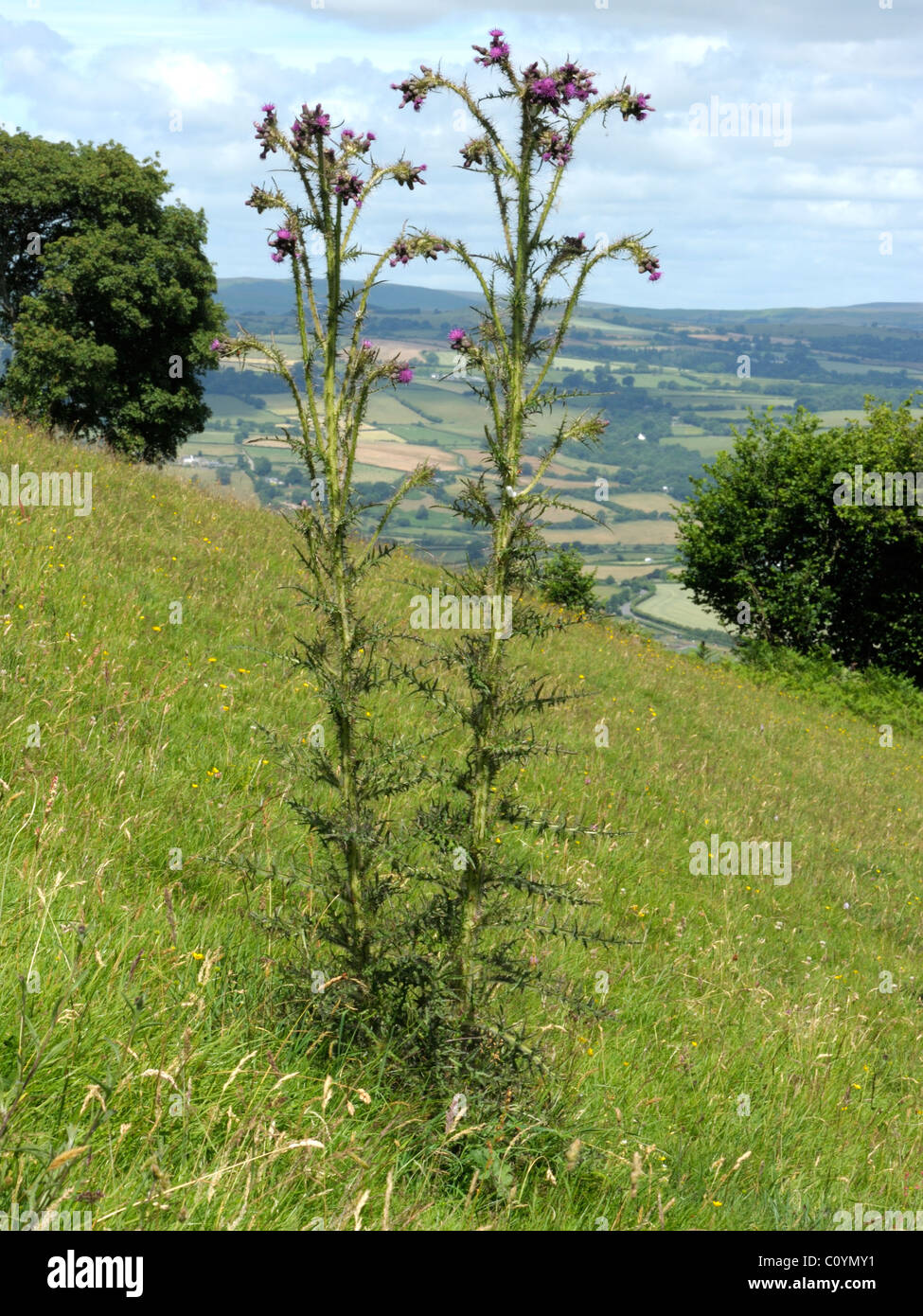 Marsh Thistle, cirsium palustre Foto Stock