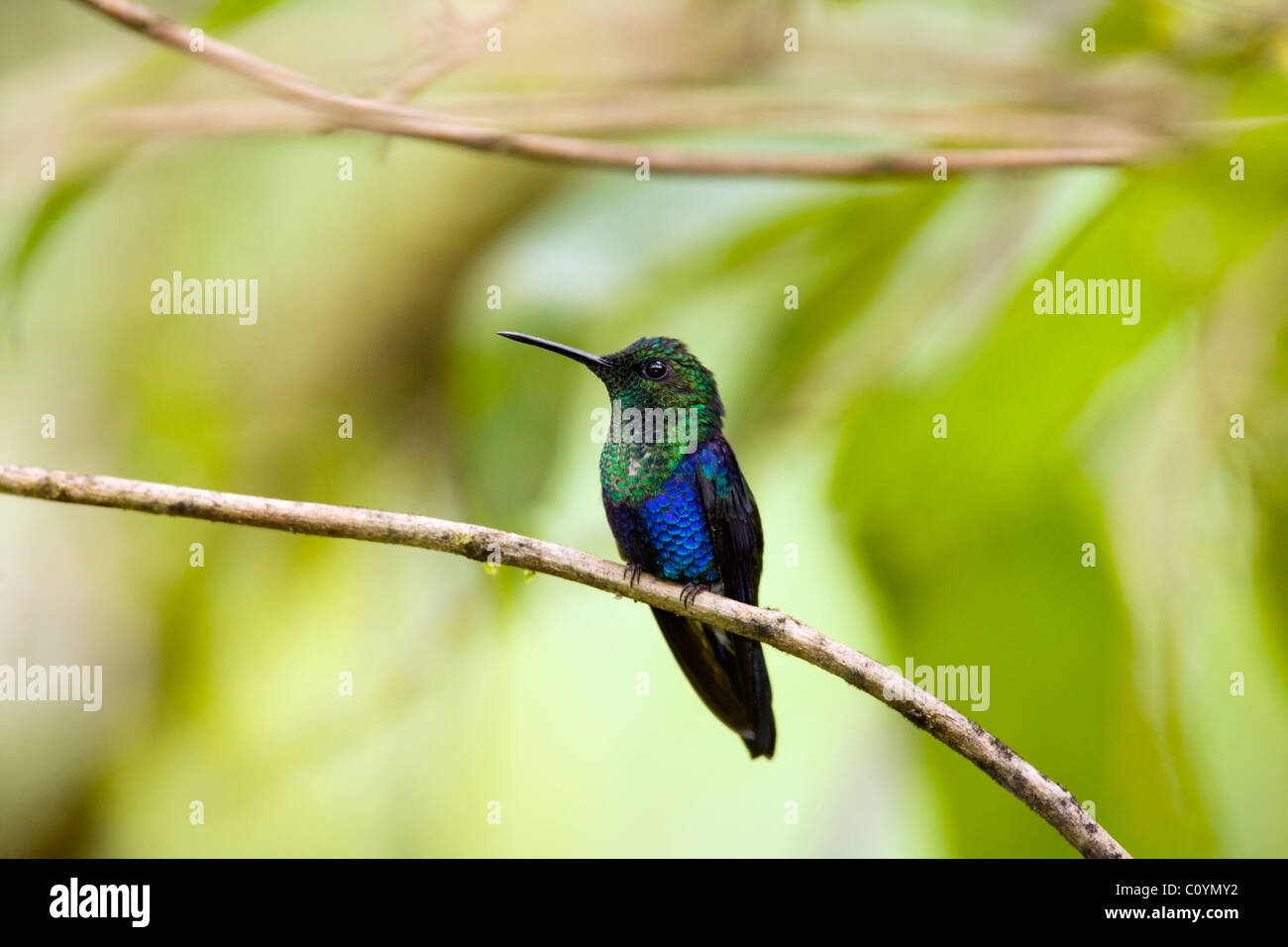 Verde-incoronato Woodnymph Maquipucuna - Riserva naturale - vicino a Mindo, Ecuador Foto Stock