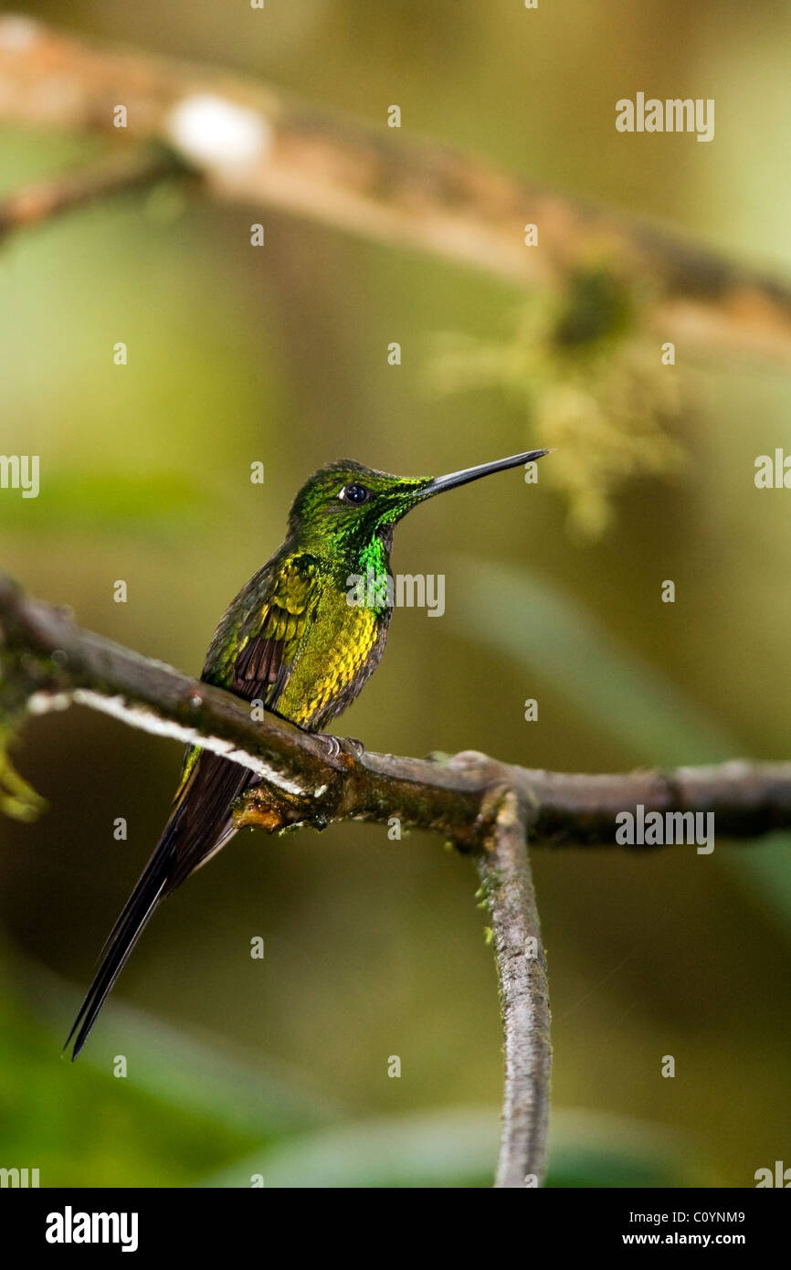 Imperatrice brillante - Mindo Loma Cloud Forest - Mindo, Ecuador Foto Stock