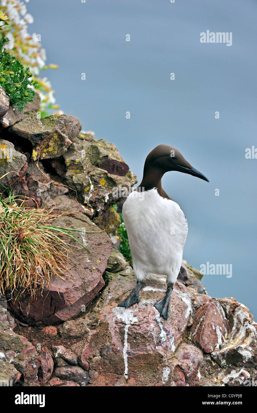 Murre comune / comune Guillemot (Uria aalge) sulla scogliera a Fowlsheugh riserva naturale, Scotland, Regno Unito Foto Stock