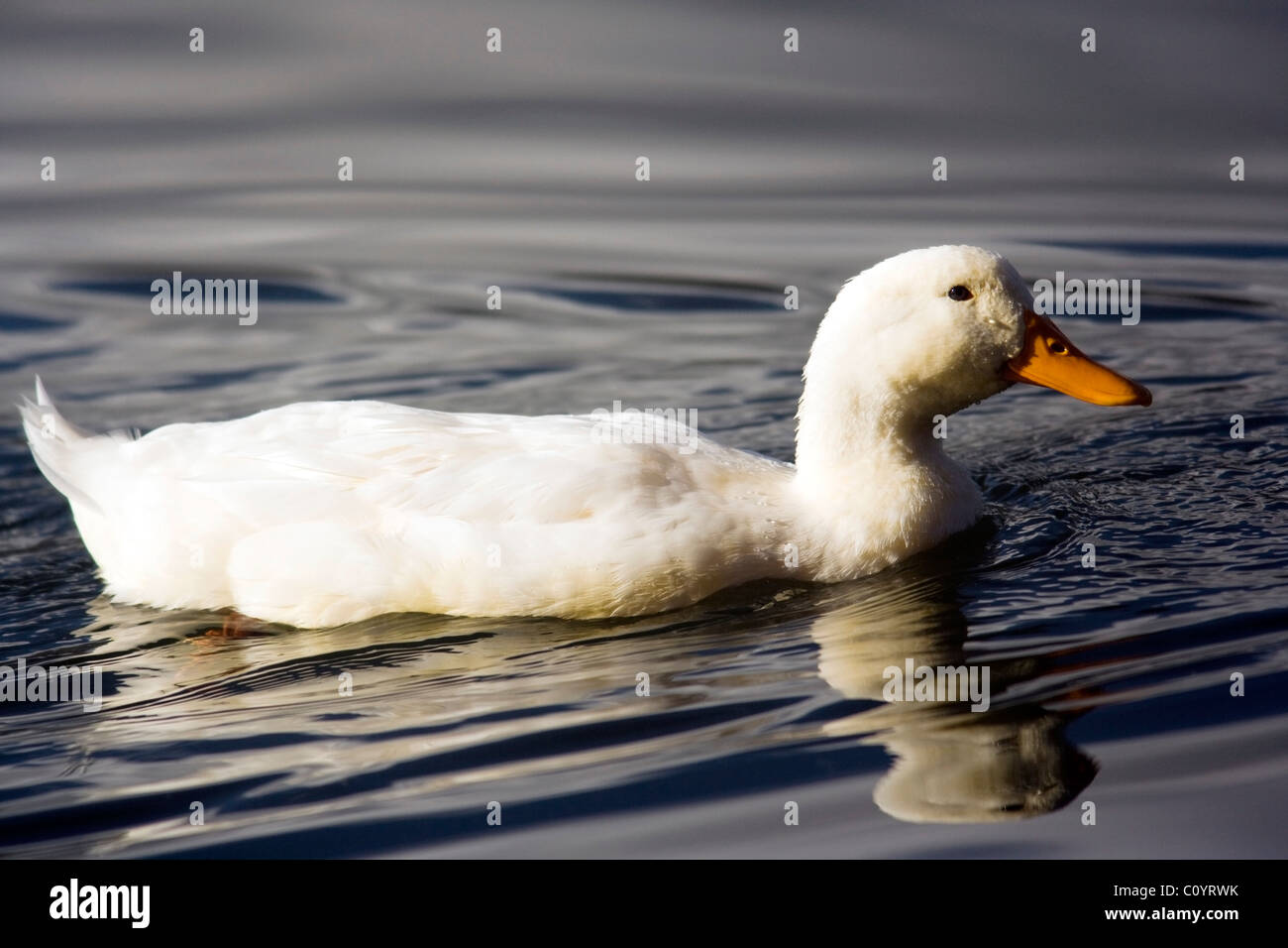 Bianco Anatra Campbell - lago San Pablo - vicino a Otavalo, Ecuador Foto Stock