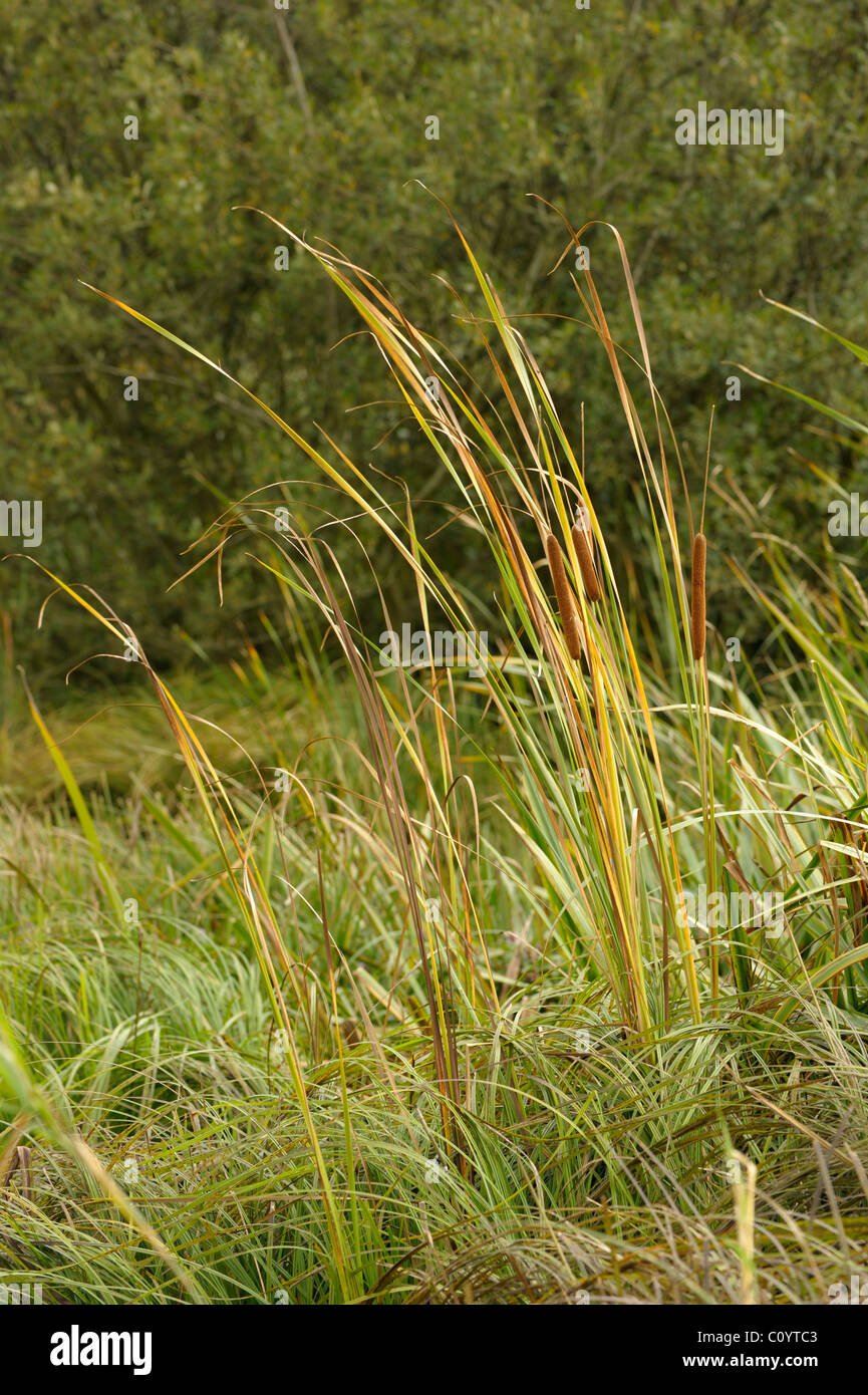 Giunco di palude o Reedmace, Typha latifolia Foto Stock