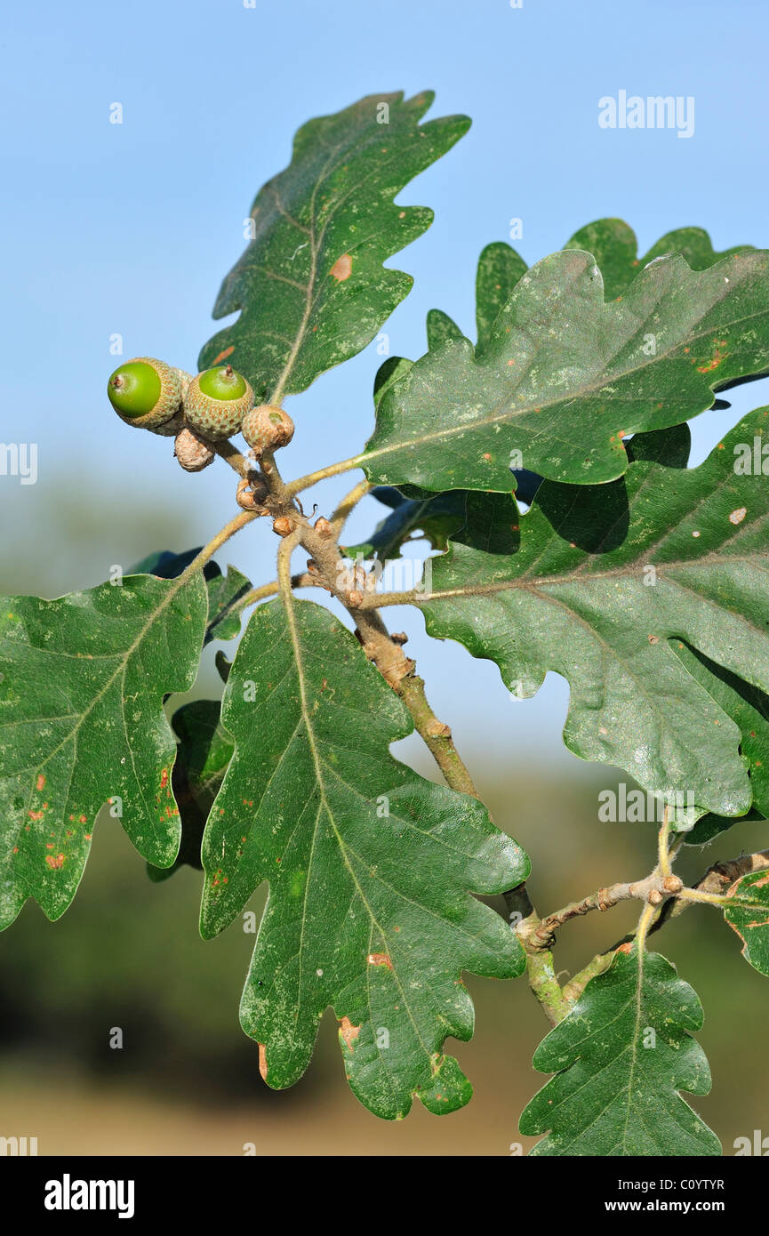 Sessili / botti di quercia (Quercus petraea / Quercus sessiliflora), ghiande e foglie Foto Stock