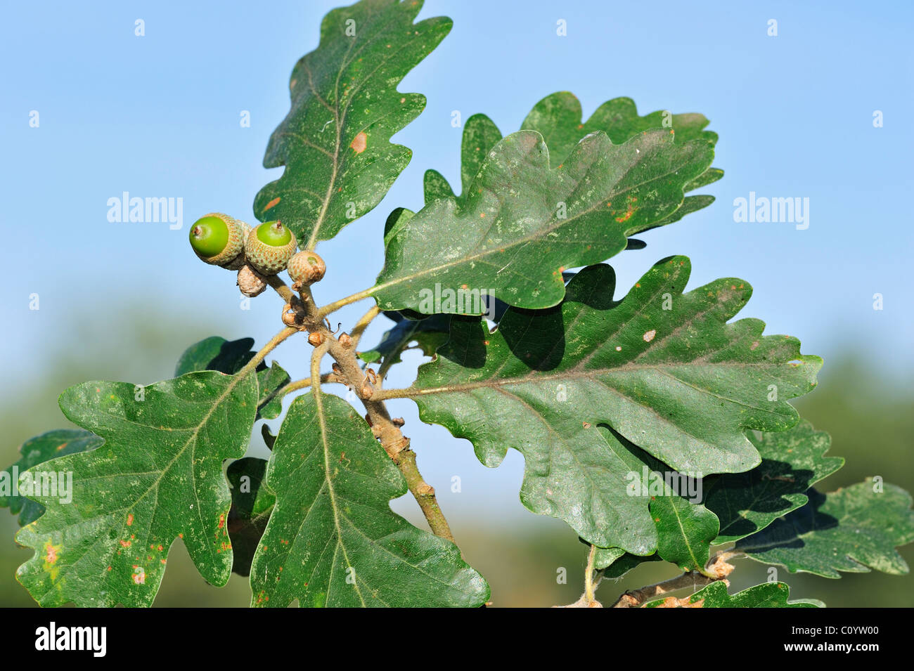Sessili / botti di quercia (Quercus petraea / Quercus sessiliflora), ghiande e foglie Foto Stock