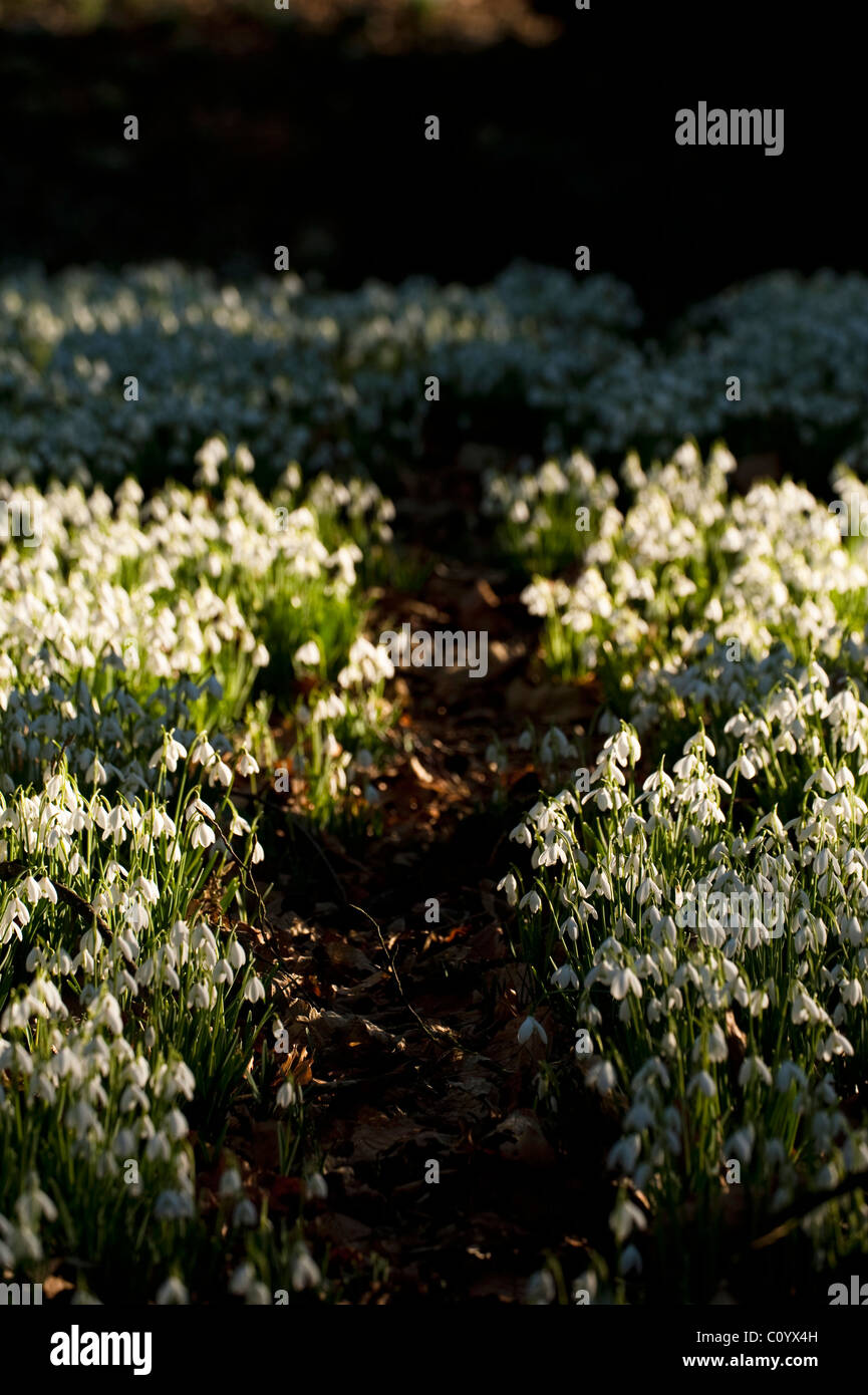 Masse di bucaneve, Galanthus nivalis, crescendo nel bosco a Painswick Giardino rococò, Gloucestershire, England, Regno Unito Foto Stock