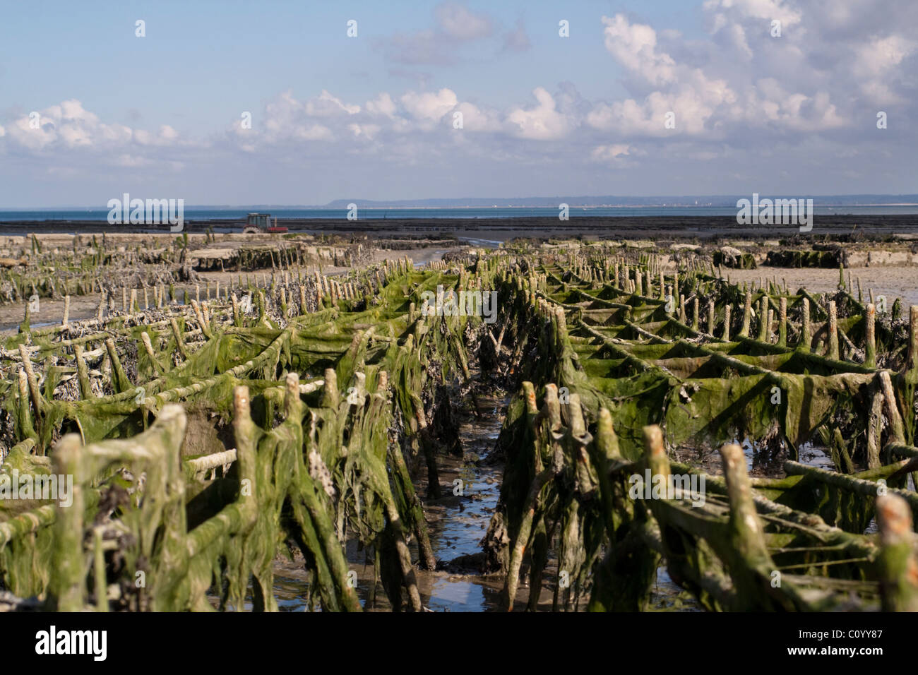 Ostriche sulla spiaggia a Cancale, Bretagna Francia Foto Stock