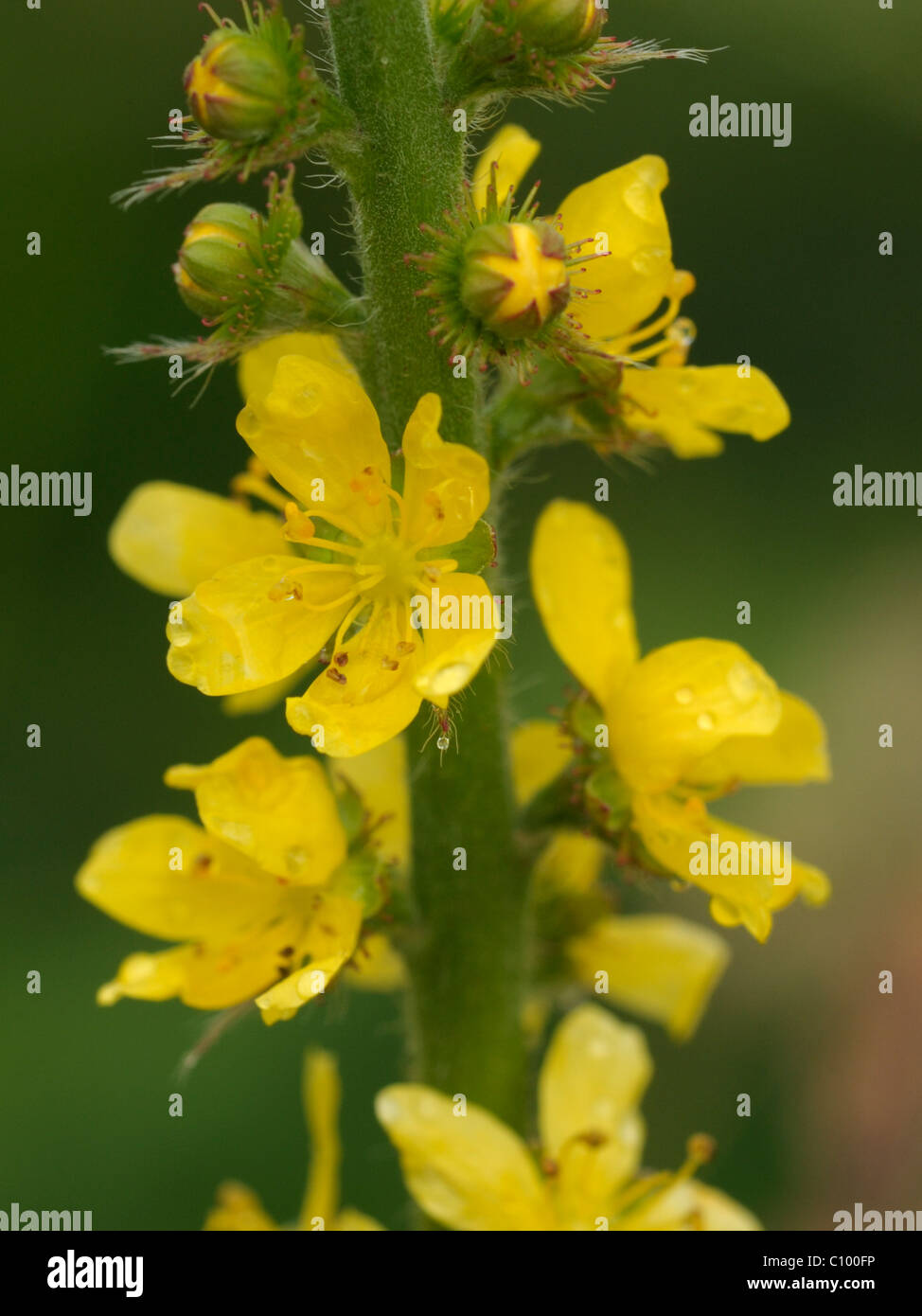 Agrimonia, agrimonia eupatoria Foto Stock