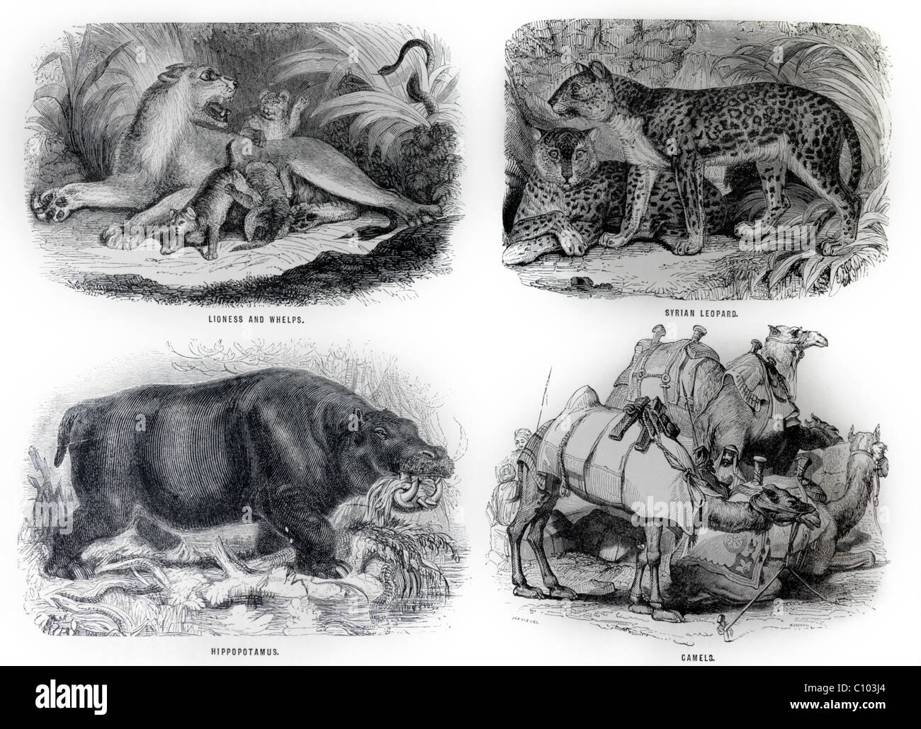 La Bibbia illustrazioni di animali leonessa e lupetti, Siriano Leopard, ippopotamo e cammelli Foto Stock