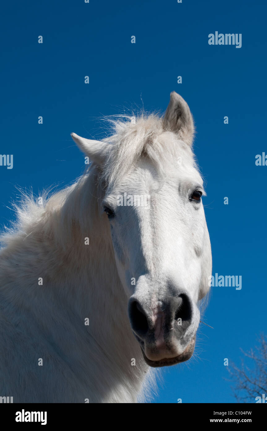 White Horse, Cevennes, Francia Foto Stock