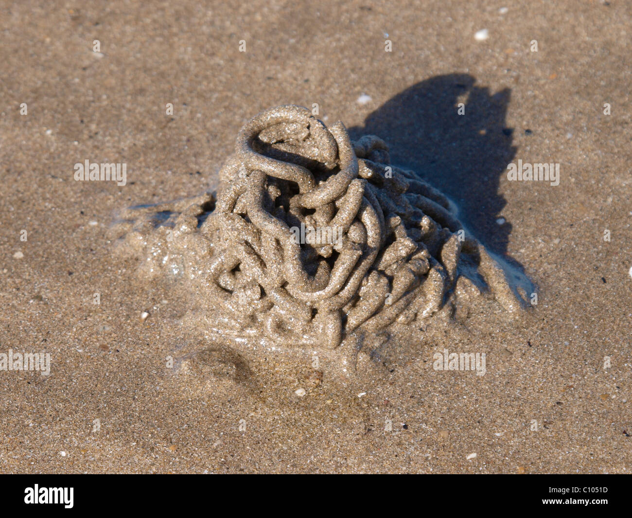 Lugworm, Arenicola marina, calchi o getti, REGNO UNITO Foto Stock