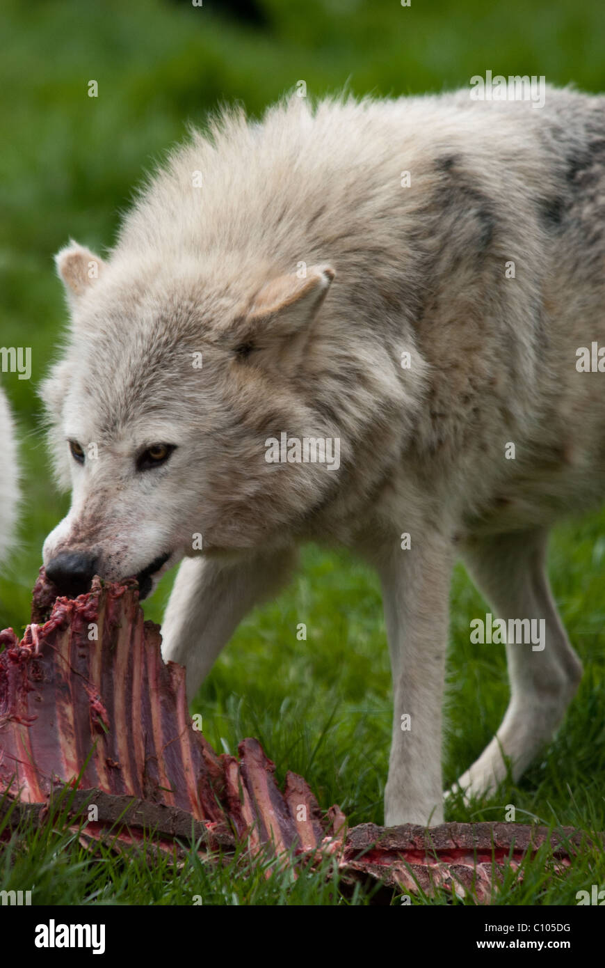 Una immagine di un lupo (Canis lupus) mangiare dalla carcassa di un animale Foto Stock