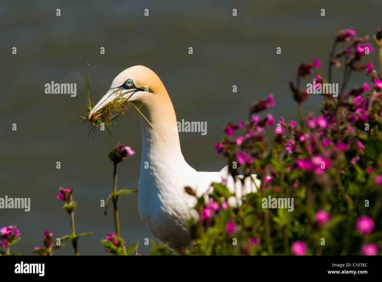 Una immagine di una Gannett (Morus Sulidae) seduto sul bordo di una scogliera e raccolta di materiale di nidificazione per costruire un nido Foto Stock