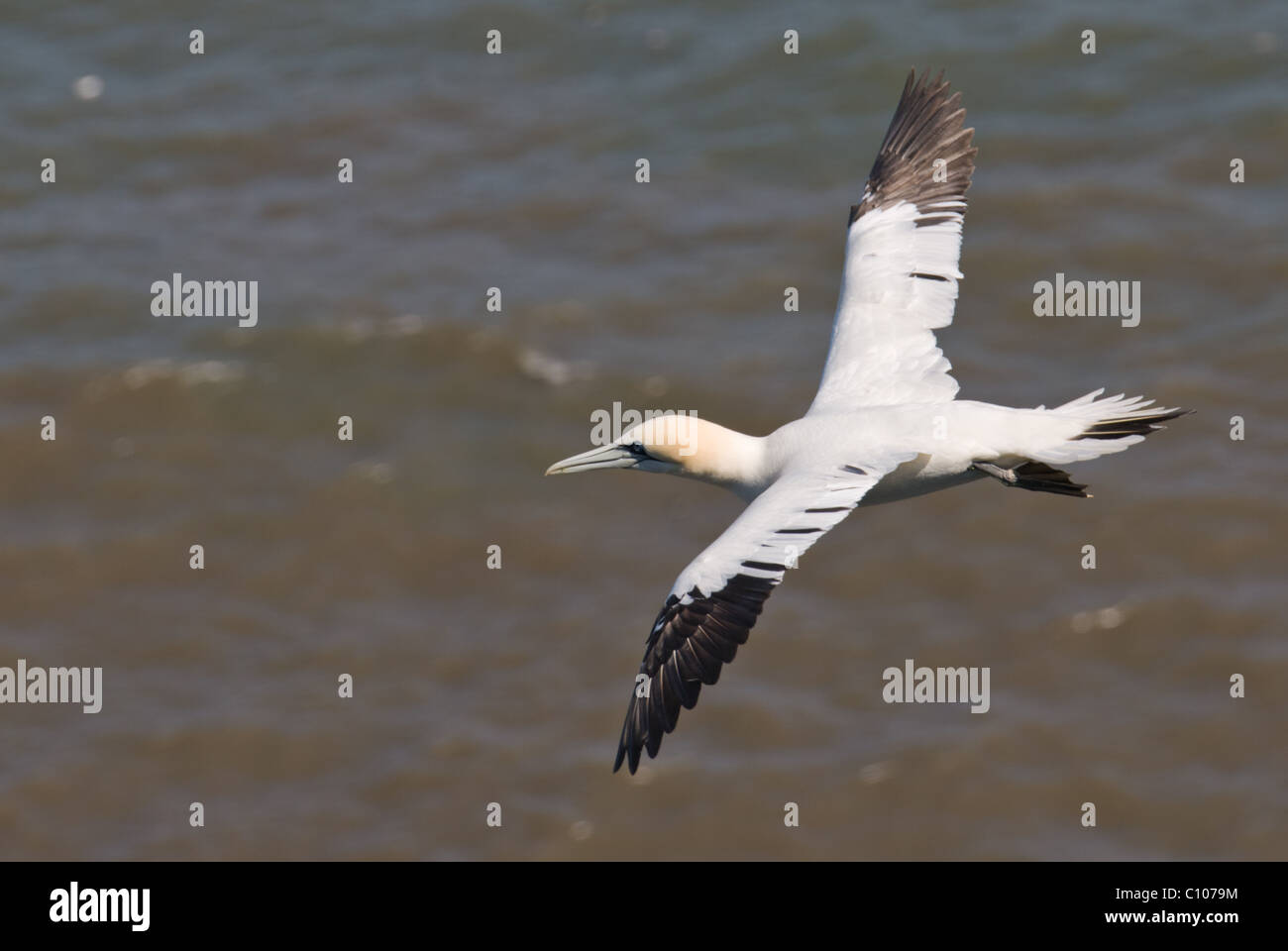 Una immagine di una Gannett ( Morus Sulidae) in volo sopra il mare Foto Stock
