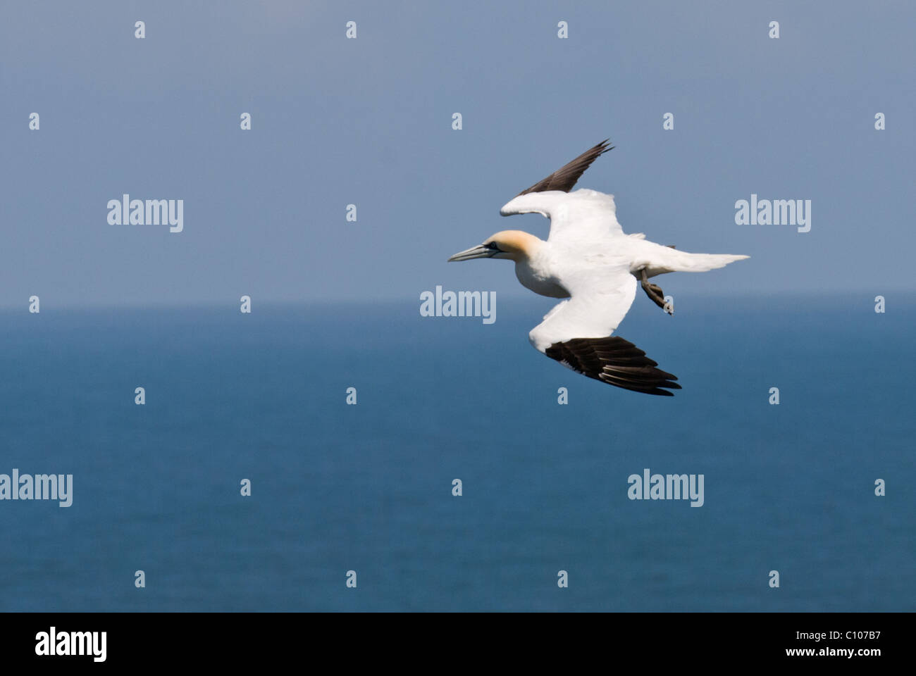 Una immagine di una Gannett ( Morus Sulidae) in volo sopra il mare Foto Stock