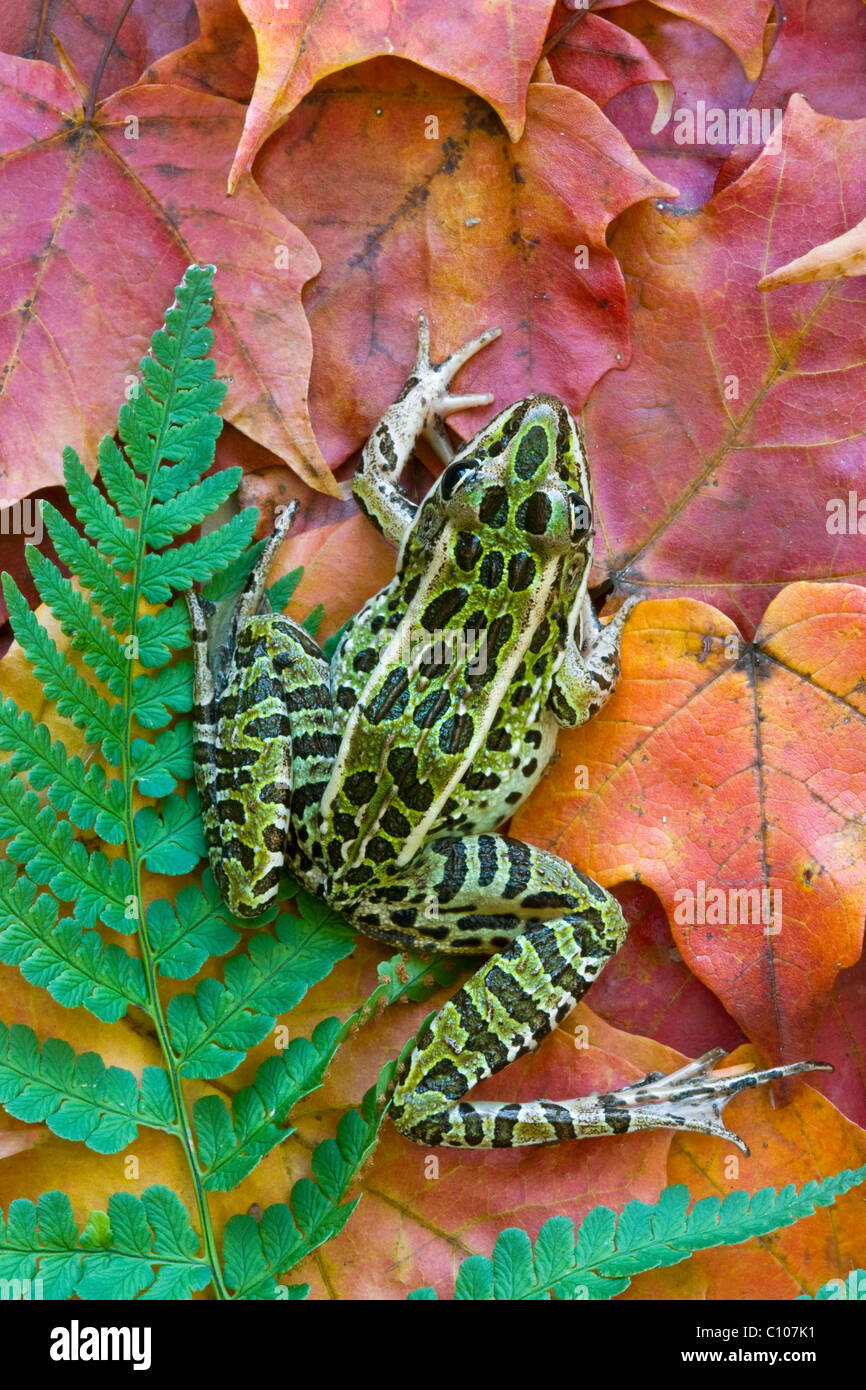 Northern Leopard Frog Rana pipiens su foglie di acero USA orientale Foto Stock