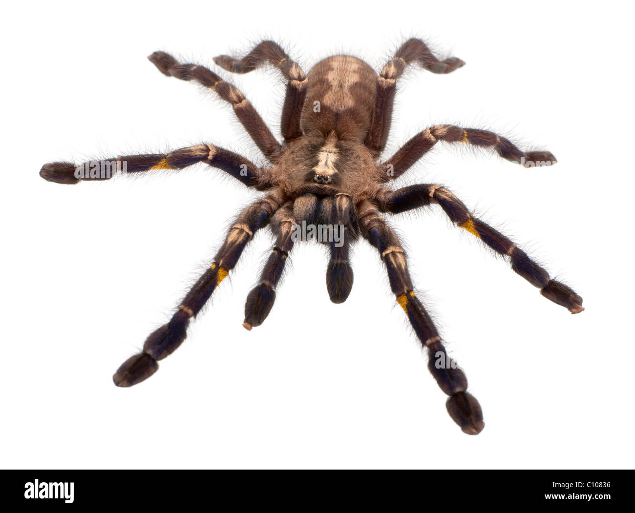 Tarantula spider, Poecilotheria metallica, di fronte a uno sfondo bianco Foto Stock