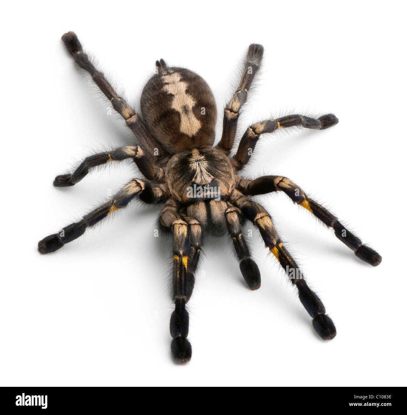 Tarantula spider, Poecilotheria metallica, di fronte a uno sfondo bianco Foto Stock