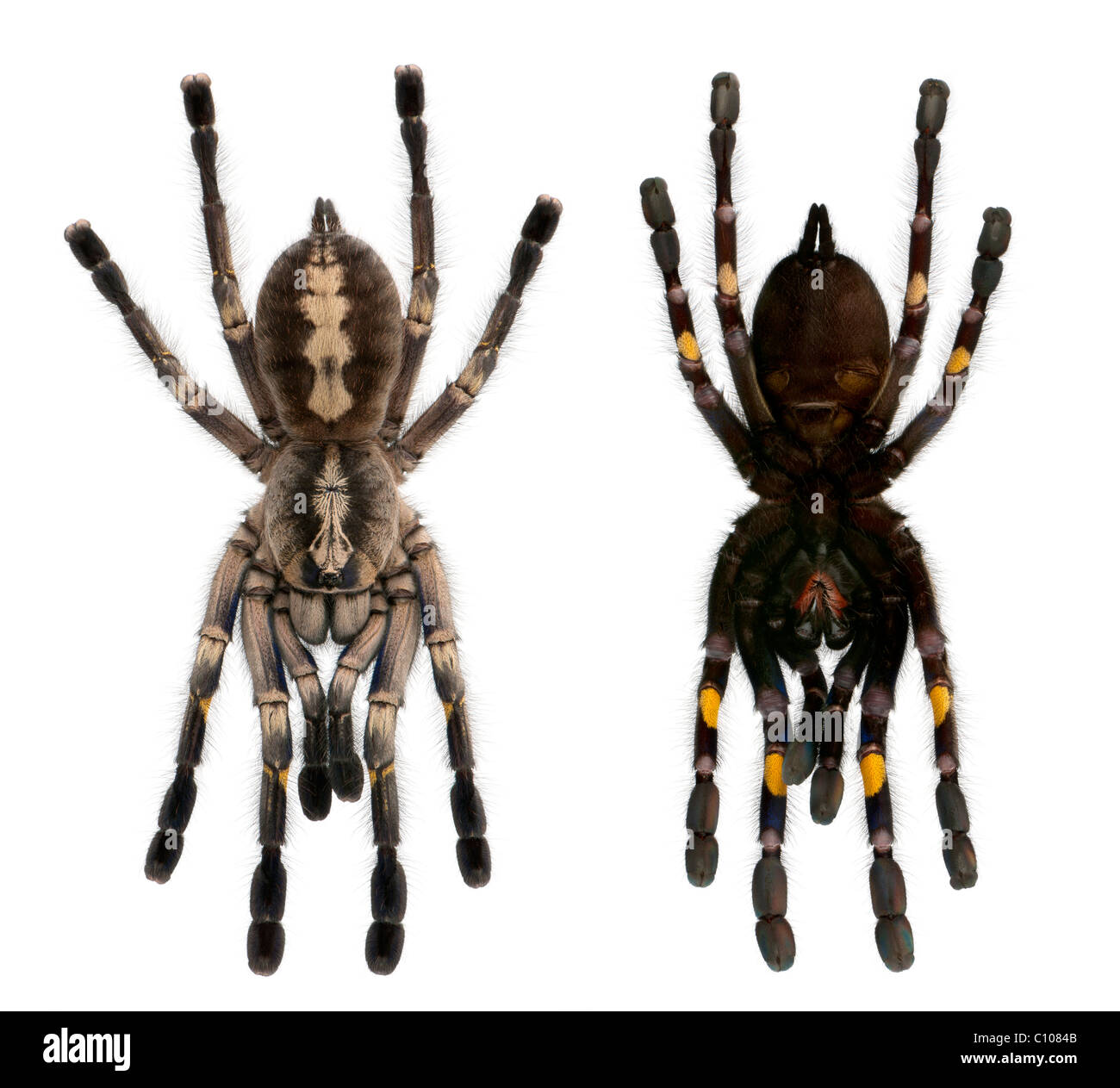 Tarantula ragni, Poecilotheria metallica, di fronte a uno sfondo bianco Foto Stock