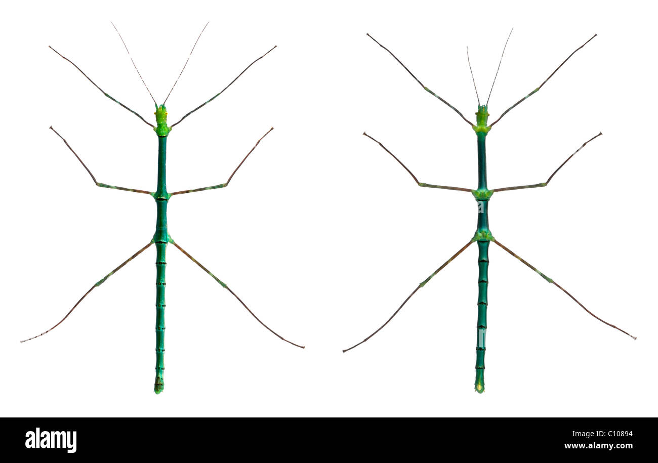 Myronides Sp, stick di insetti, di fronte a uno sfondo bianco Foto Stock