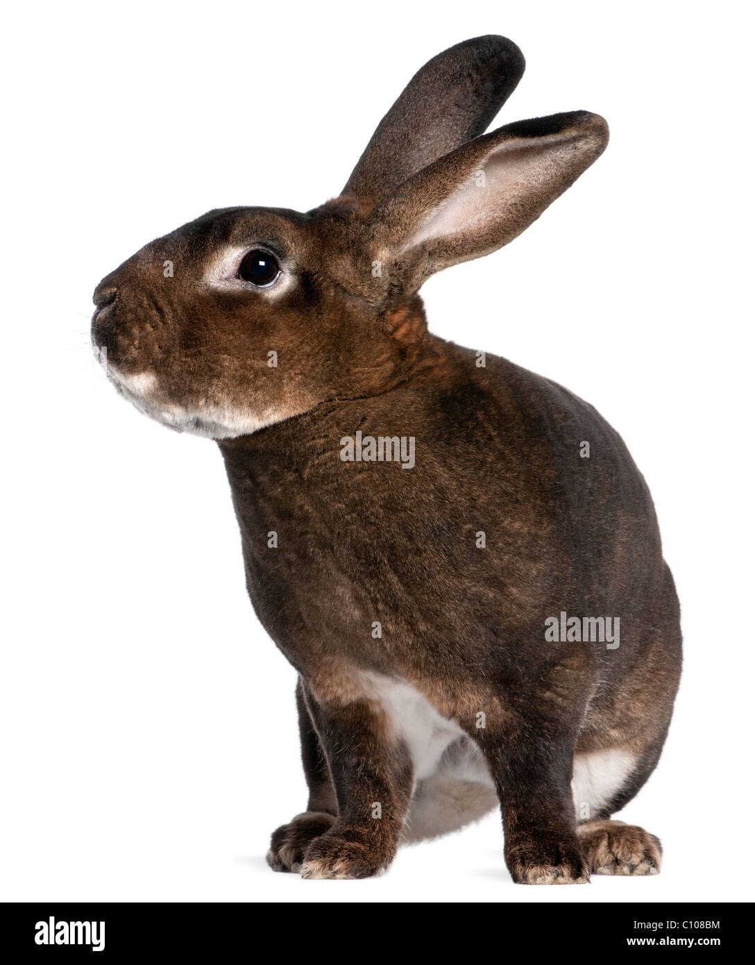Castor Rex rabbit davanti a uno sfondo bianco Foto Stock