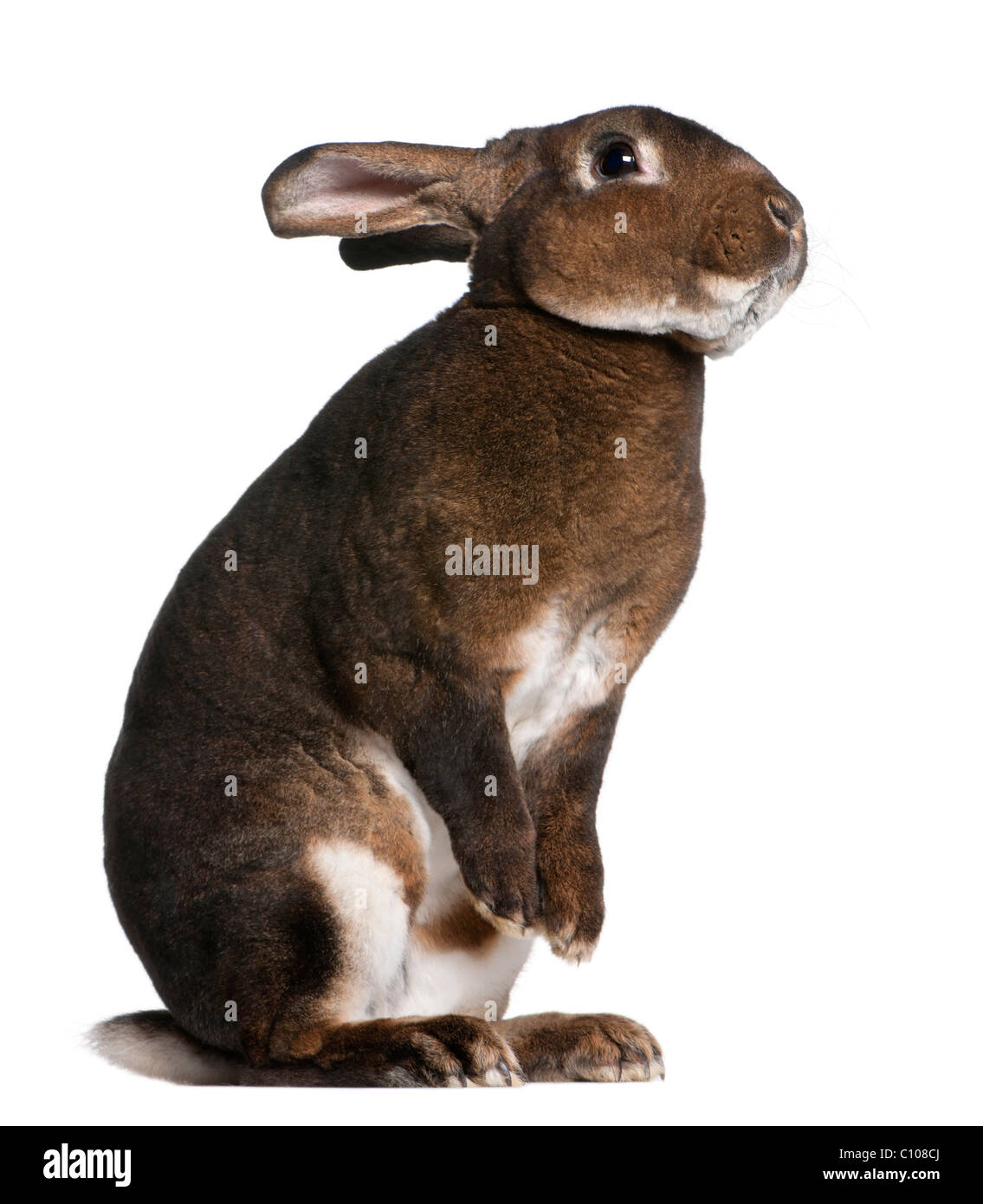 Castor Rex coniglio in piedi sulle zampe posteriori davanti a uno sfondo bianco Foto Stock