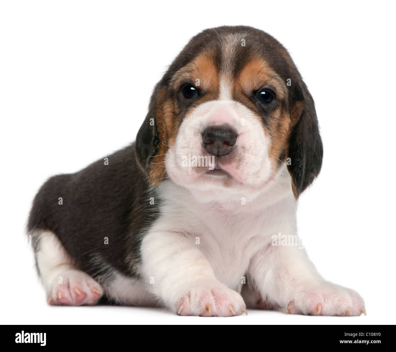 Beagle cucciolo, 1 mese vecchio, disteso di fronte a uno sfondo bianco Foto Stock