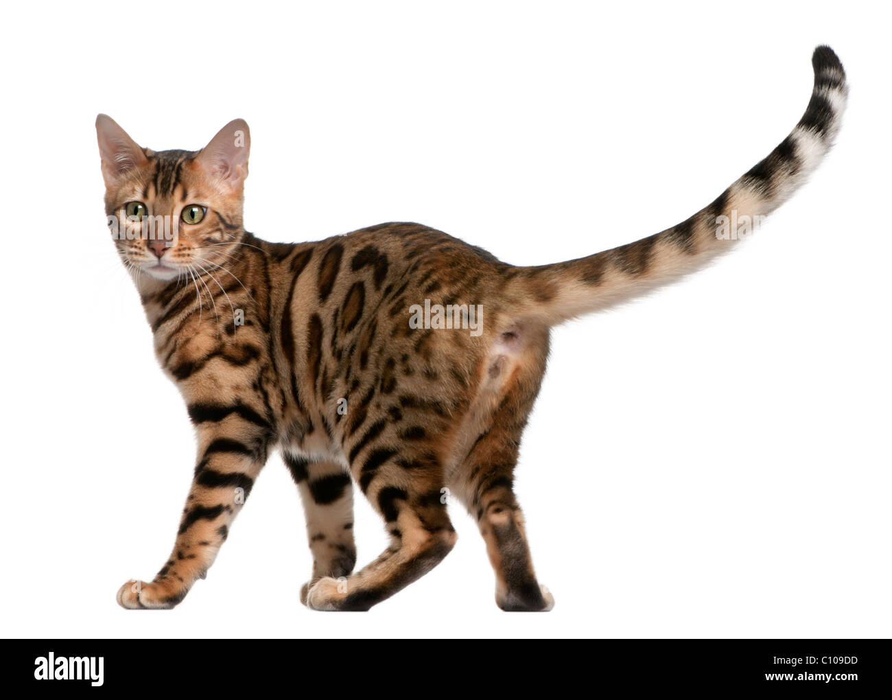 Il Bengala gattino, 5 mesi di età, di fronte a uno sfondo bianco Foto Stock