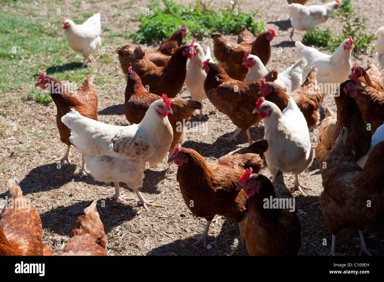 La fattoria biologica Shop presso la Abbey Farm, intervallo libero galline Foto Stock