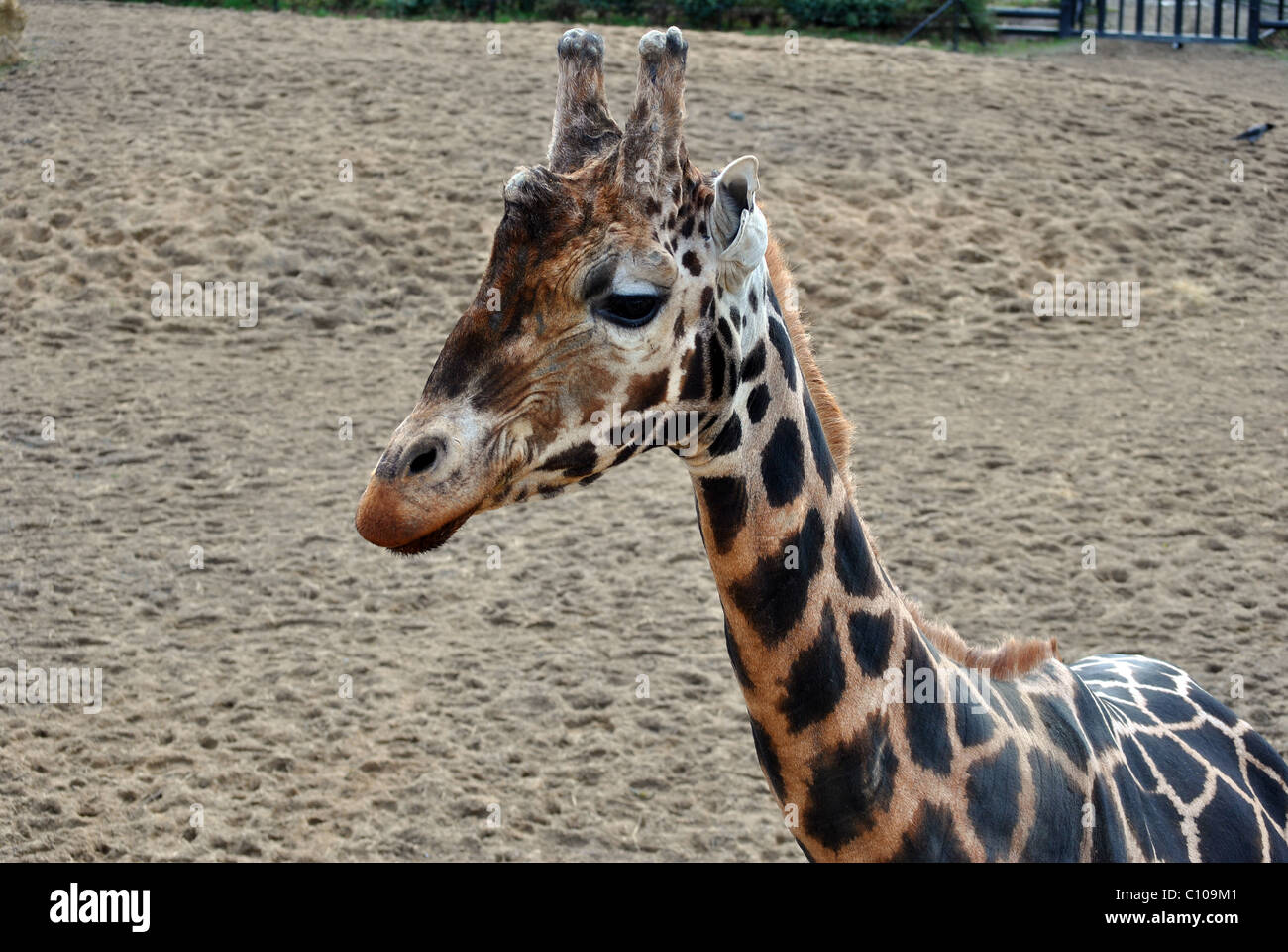 Profilo laterale giraffa Rothschild presso lo zoo di Dublino Irlanda Foto Stock