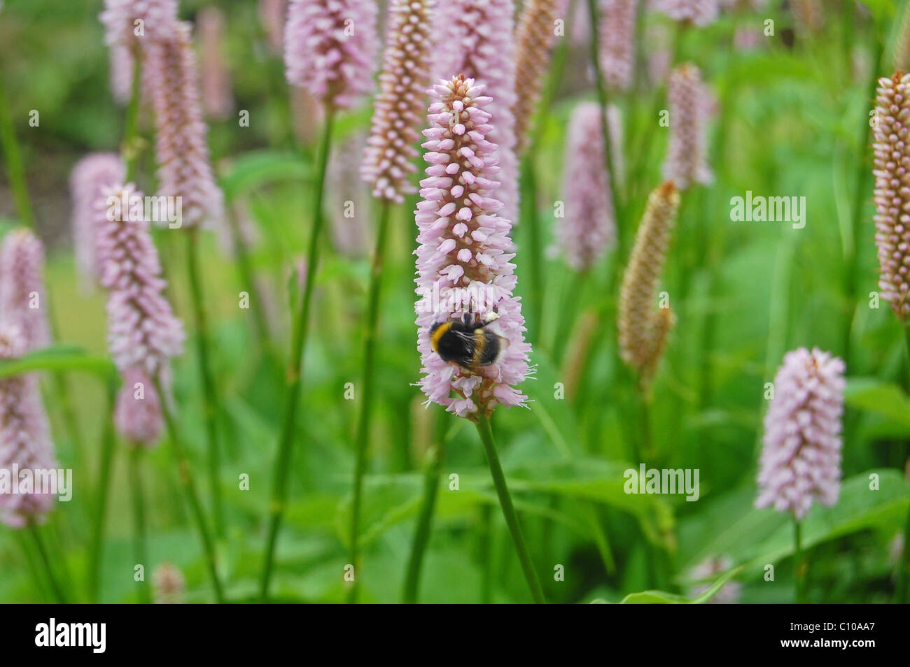 Bumblebee per raccogliere il polline sulla pianta Foto Stock