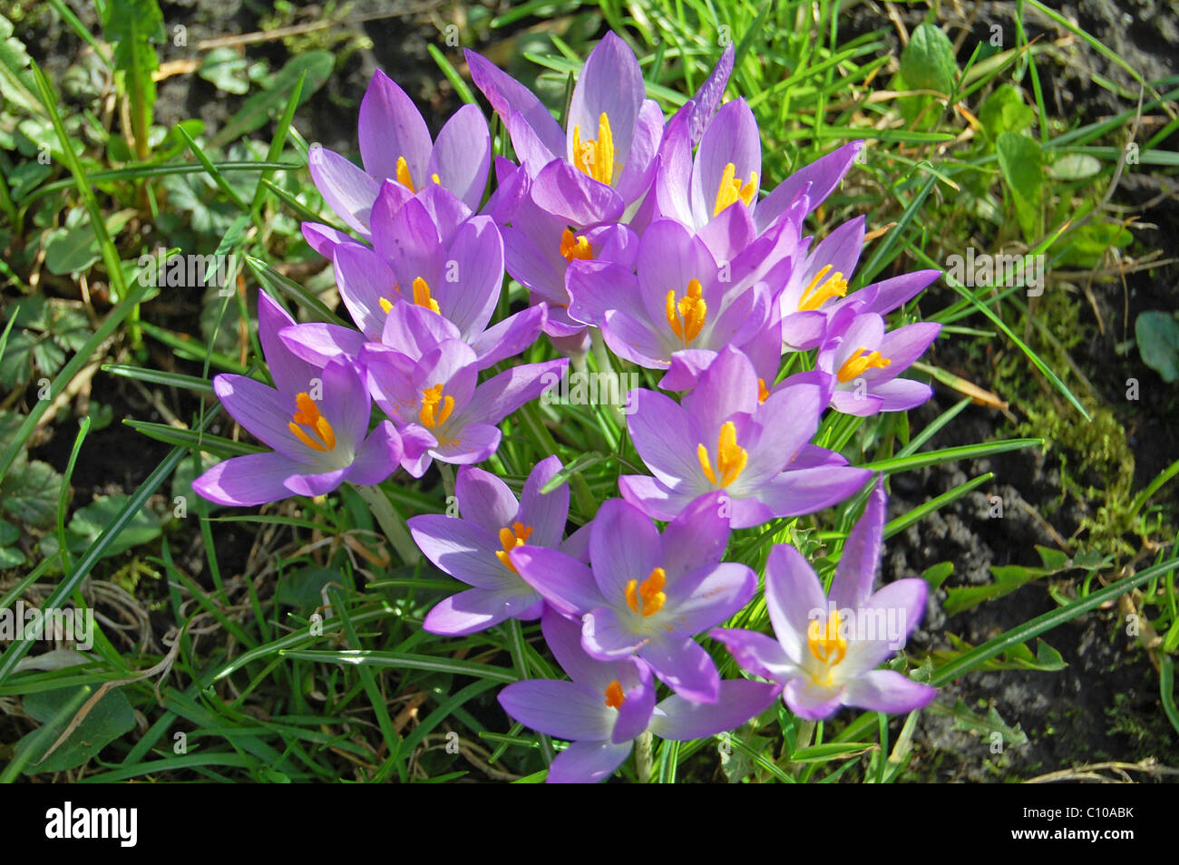 Gruppo di crocus fiori in erba Foto Stock