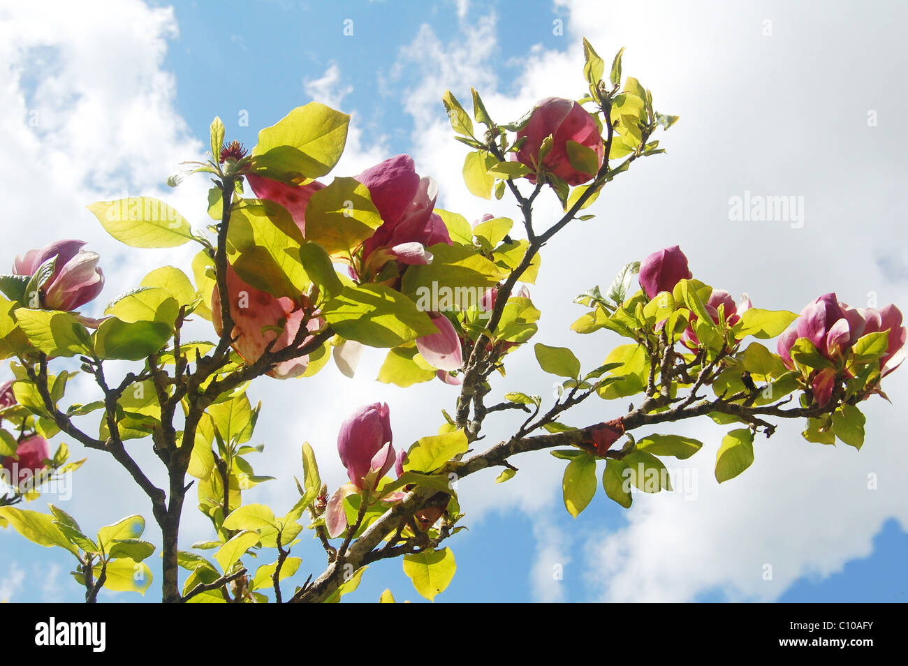 Ramo di magnolia e gemme contro il cielo blu Foto Stock